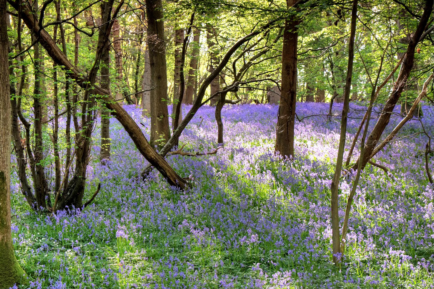 Best walks for British bluebells - The English Garden