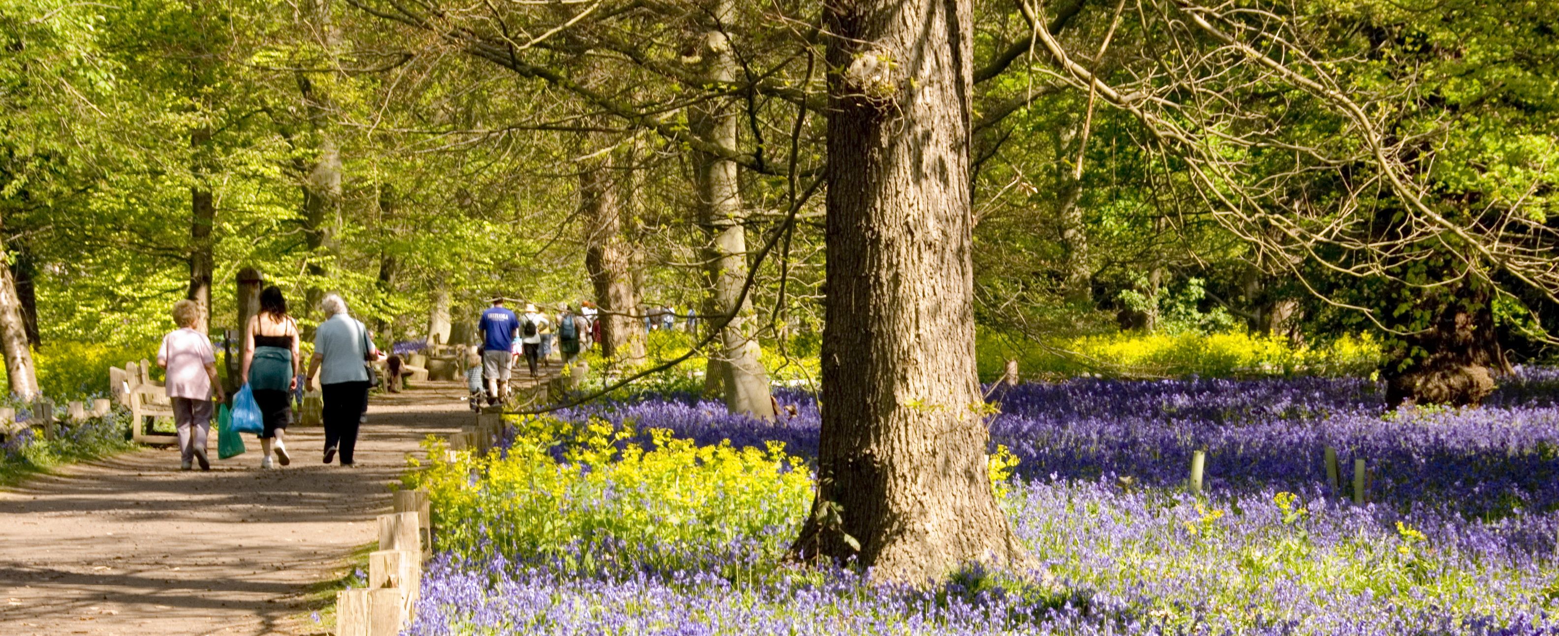 Annual Bluebell Walk for Cancer Research UK at Kew - Parenting ...