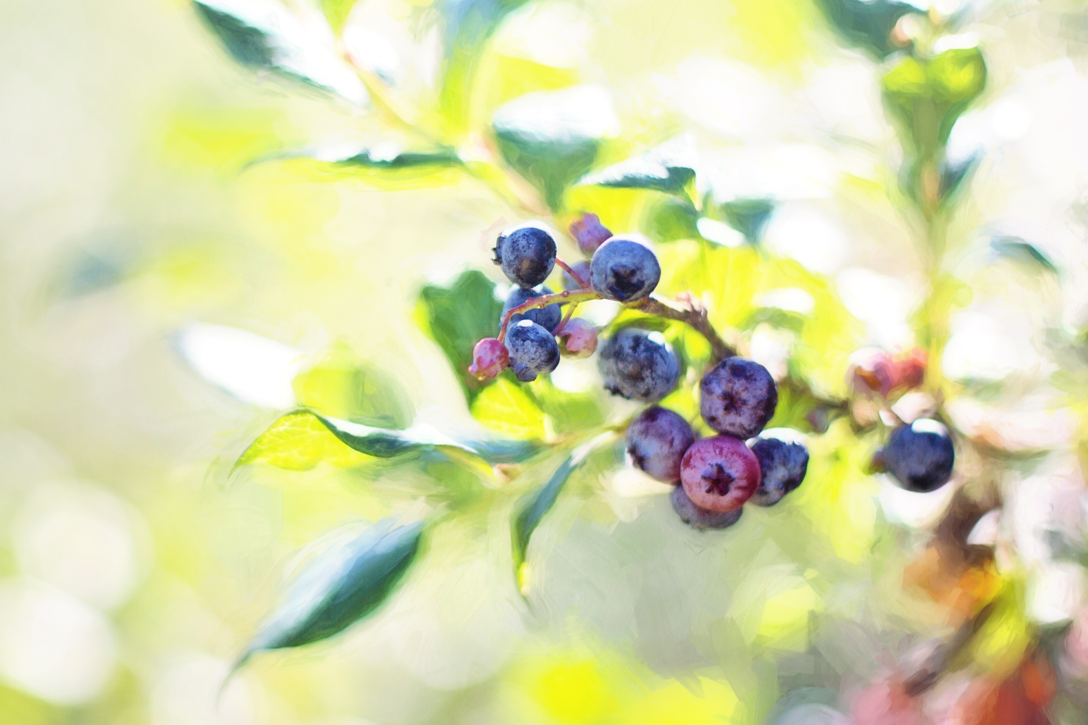 Blueberries on the tree photo