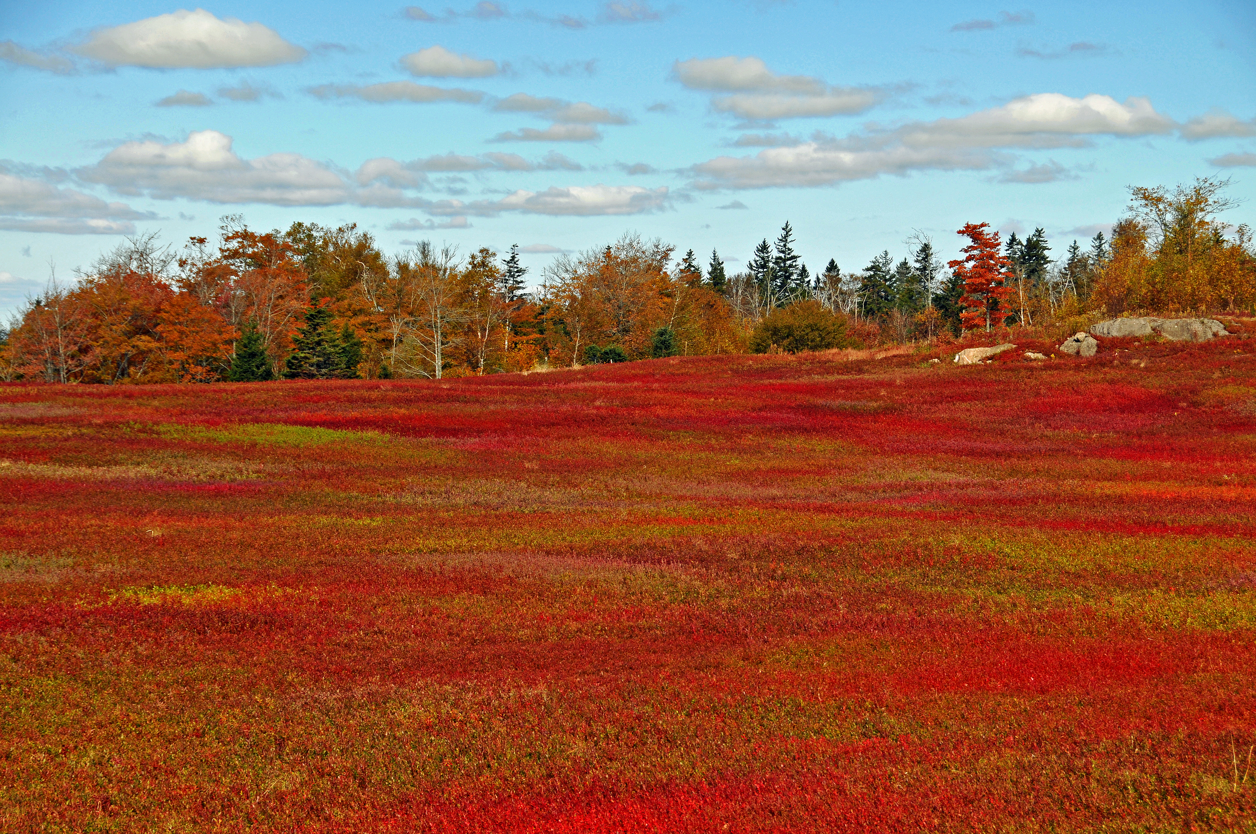 File:Wild blueberry fields in the fall near Parrsboro (1).jpg ...