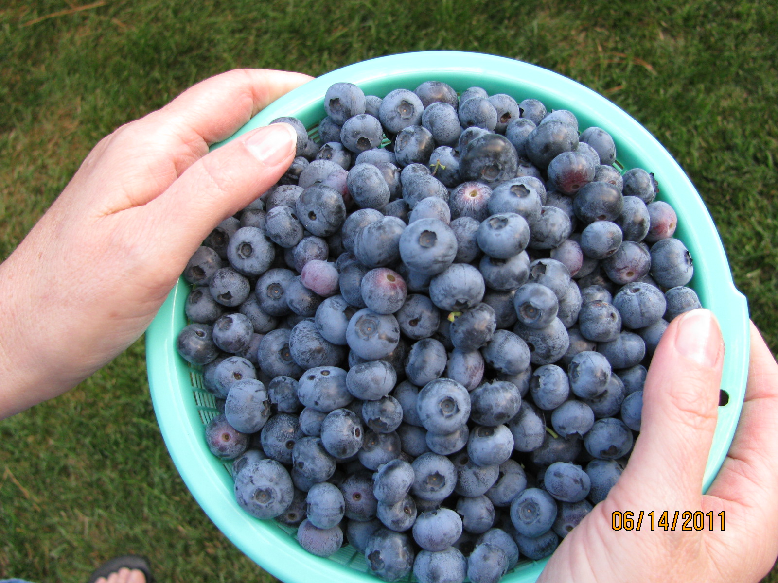 Growing Blueberries - Peaceful TablePeaceful Table