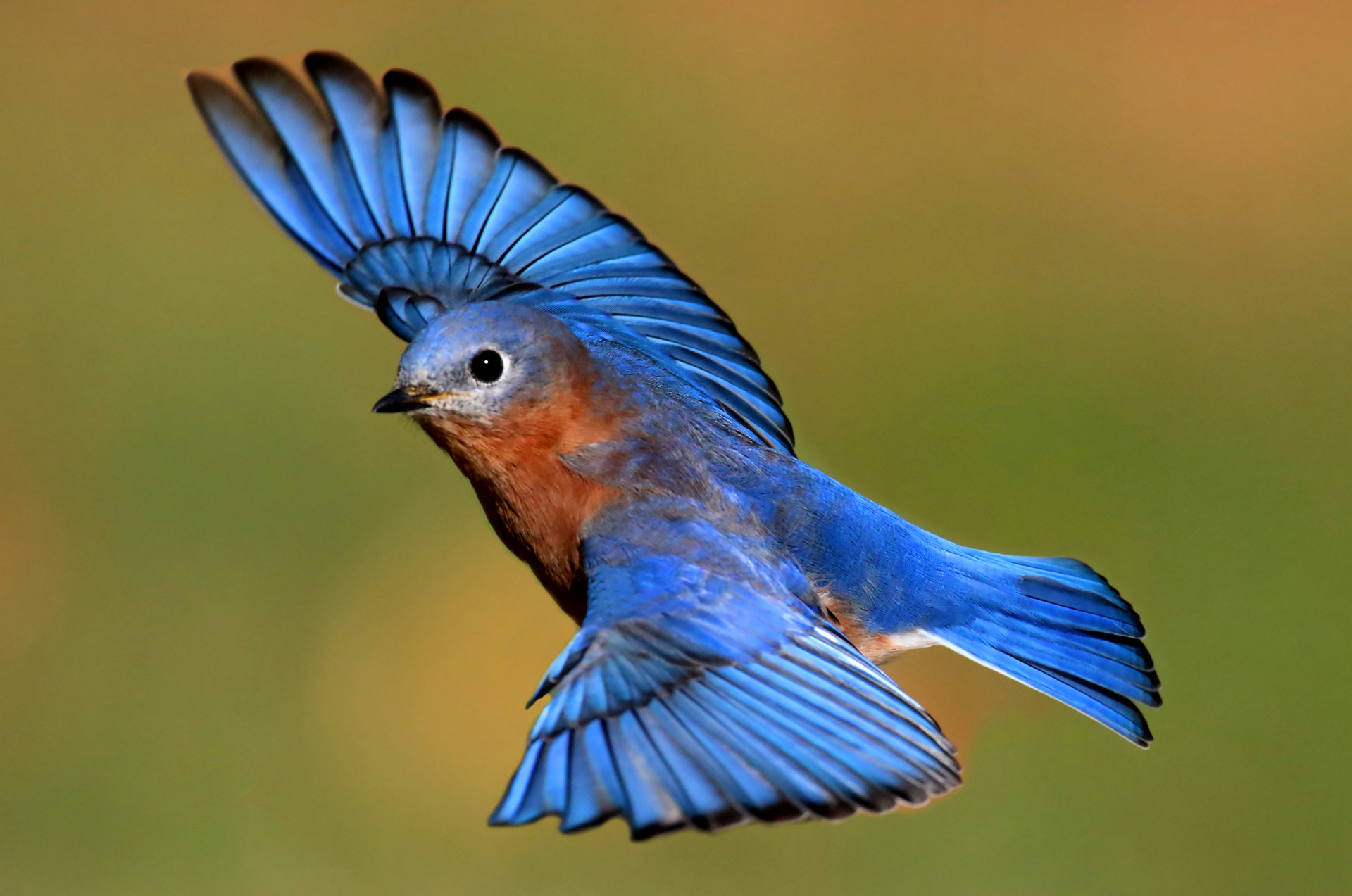 Free photo: Blue Bird - Animal, Bird, Flight - Free Download - Jooinn