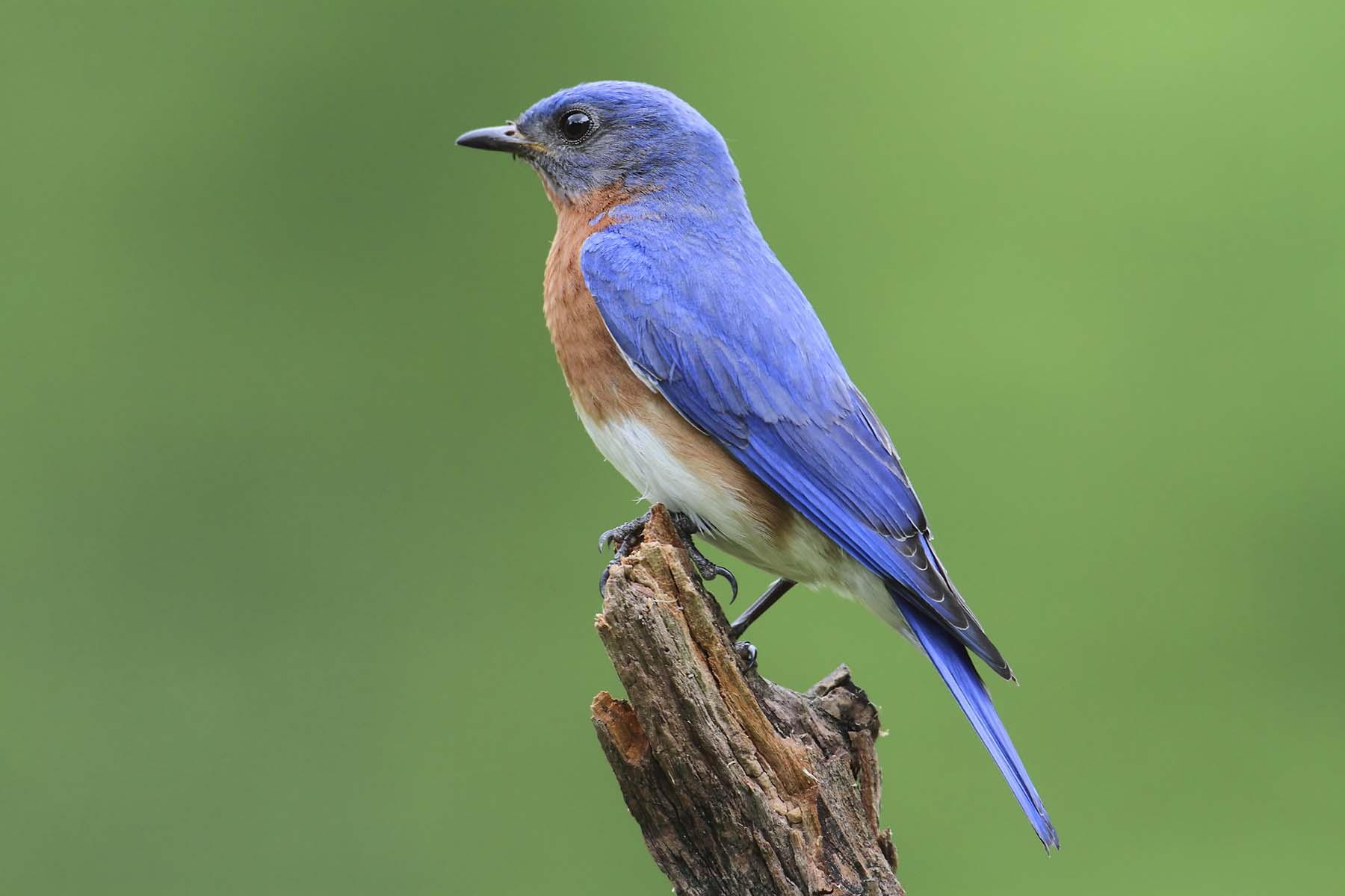 bluebird (noun) definition and synonyms | Macmillan Dictionary