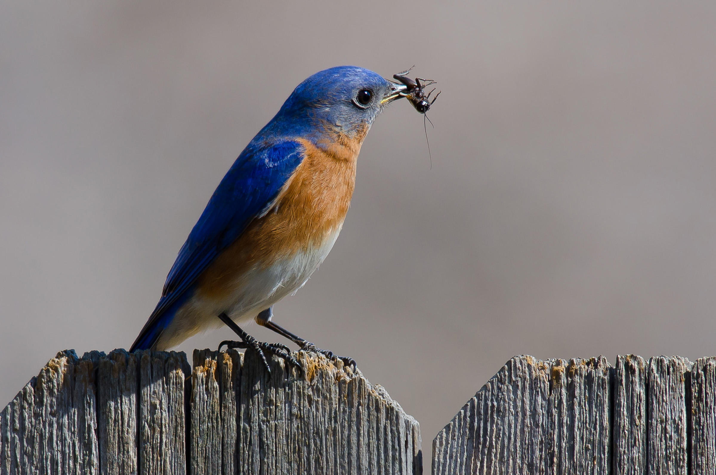 Eastern Bluebird | Audubon Field Guide
