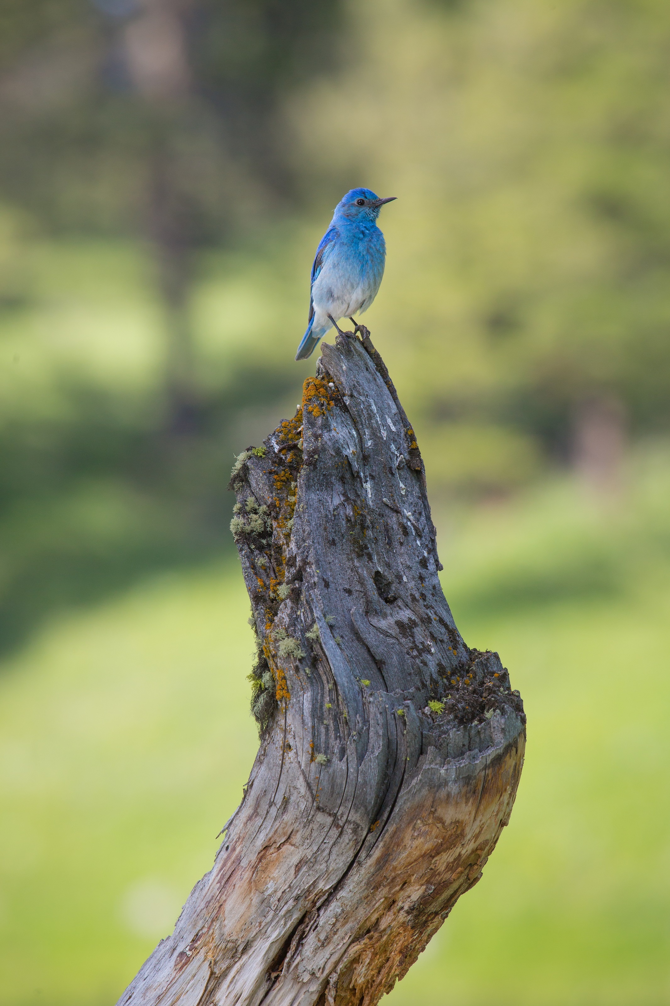 Bluebird on the branch photo