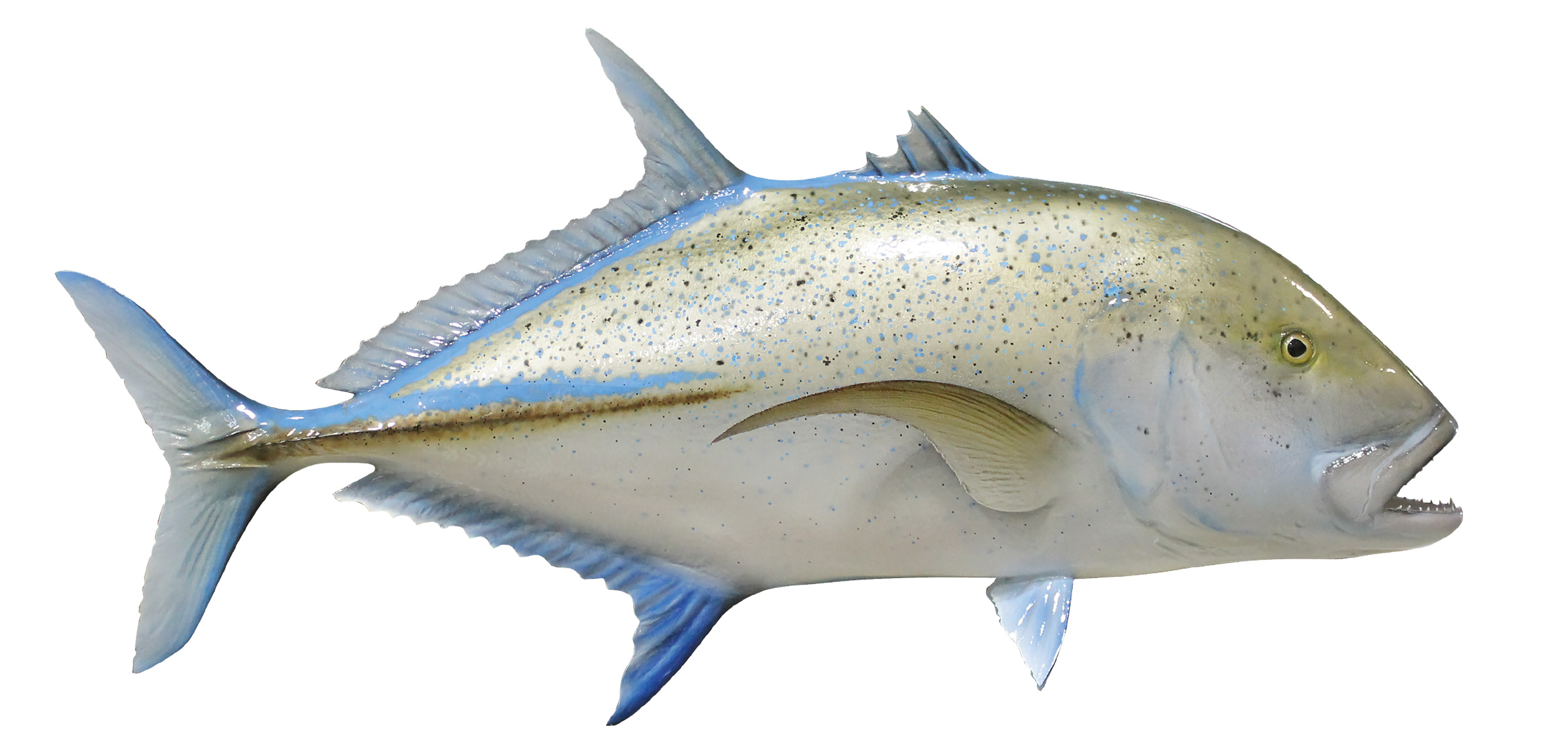 Bluefin Trevally Fish Replica, mounted spearfish