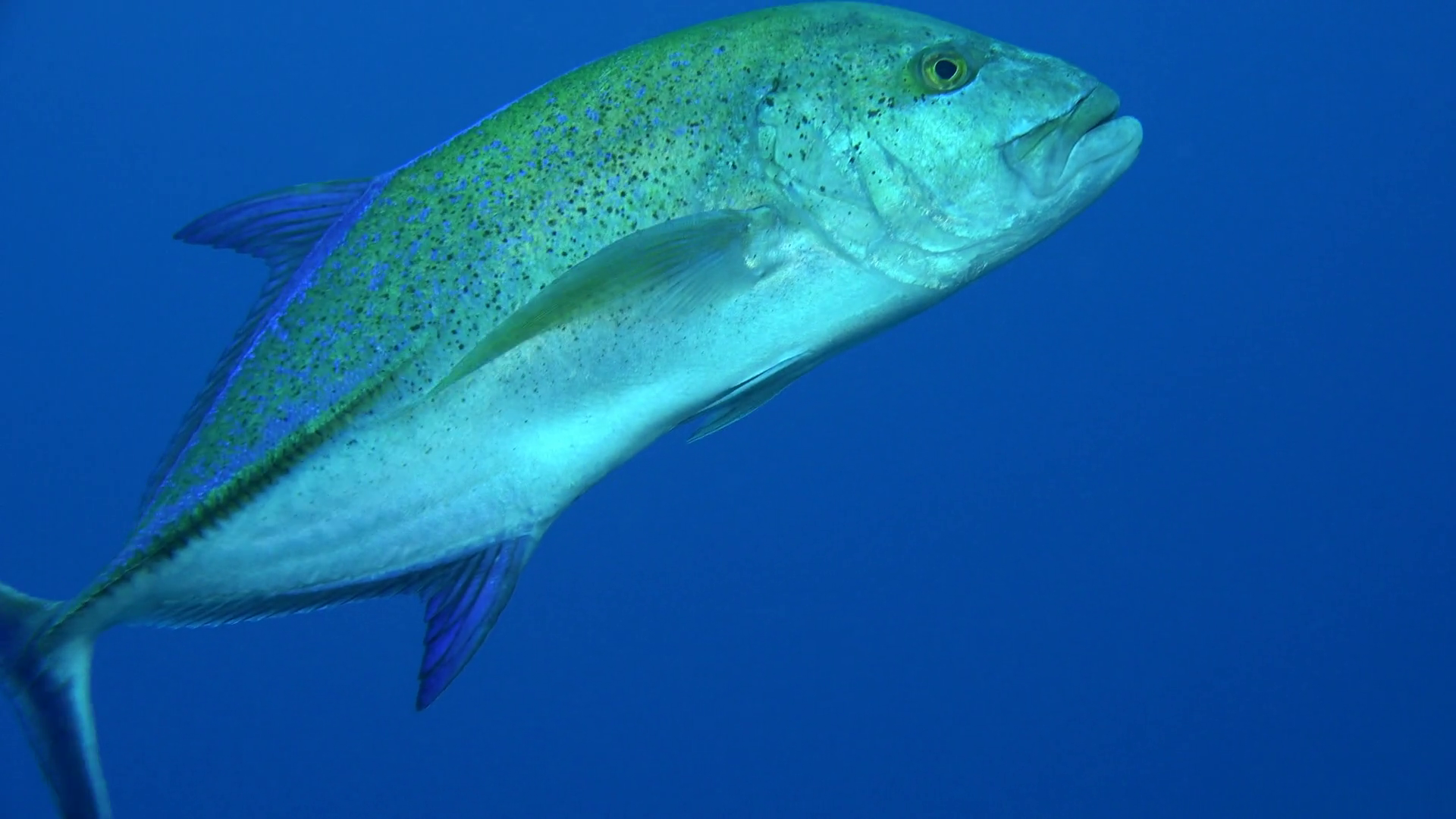 Bluefin trevally fish swims in the blue, Caranx melampygus - Red Sea ...