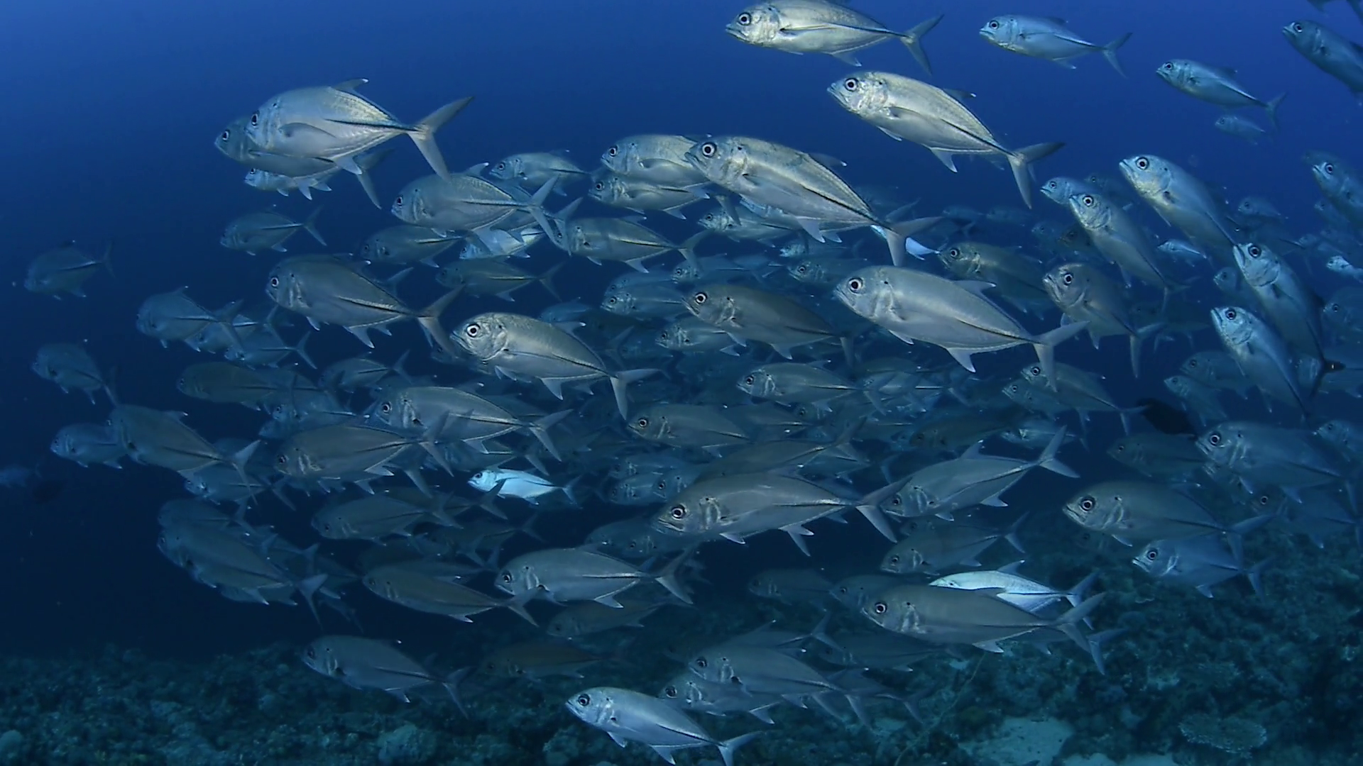 school of fish over coral reef - Red sea, Bluefin trevally, Caranx ...