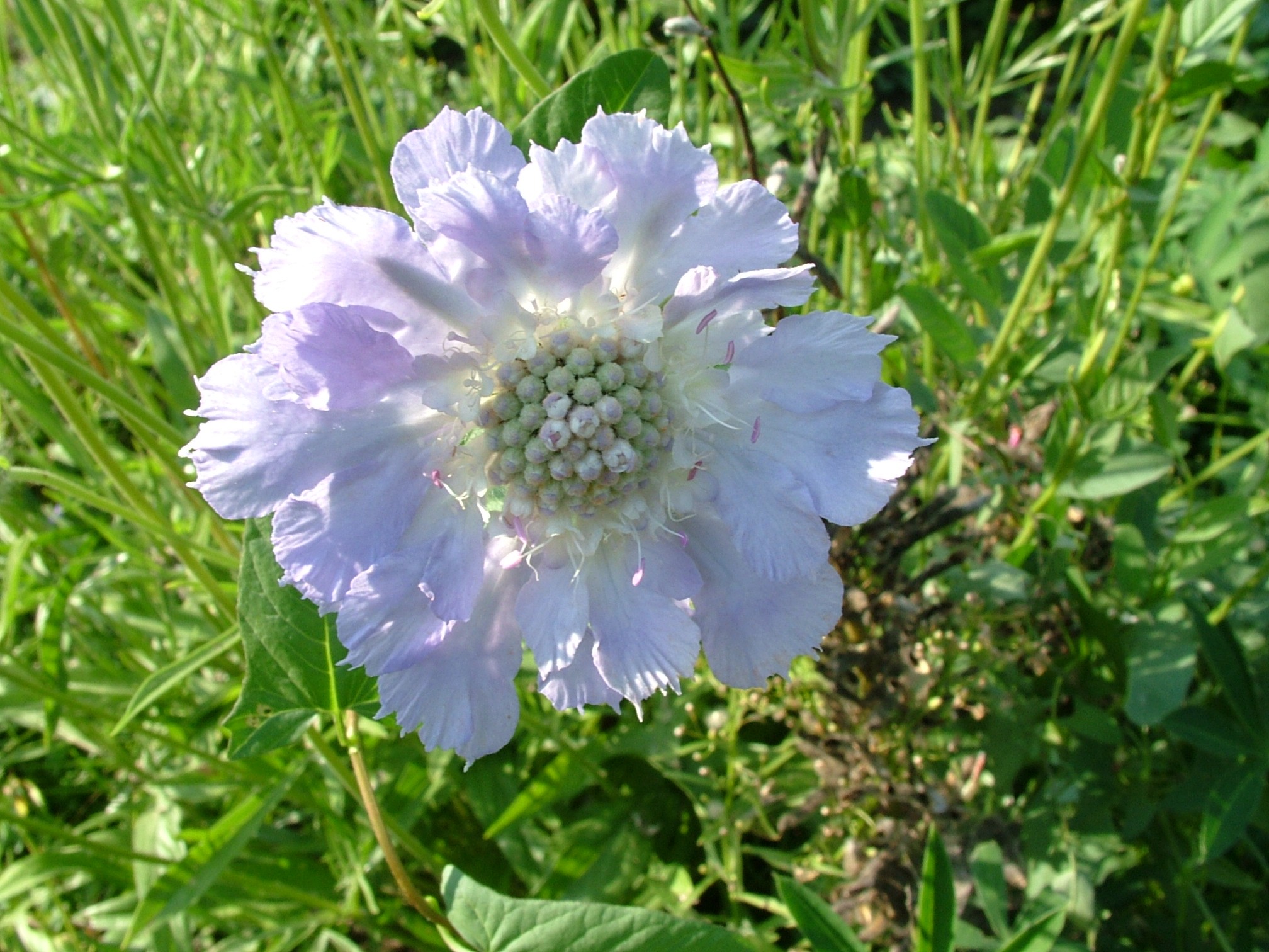 Flowers: Bluish White Single Flower Beauty Wallpaper Iphone for HD ...
