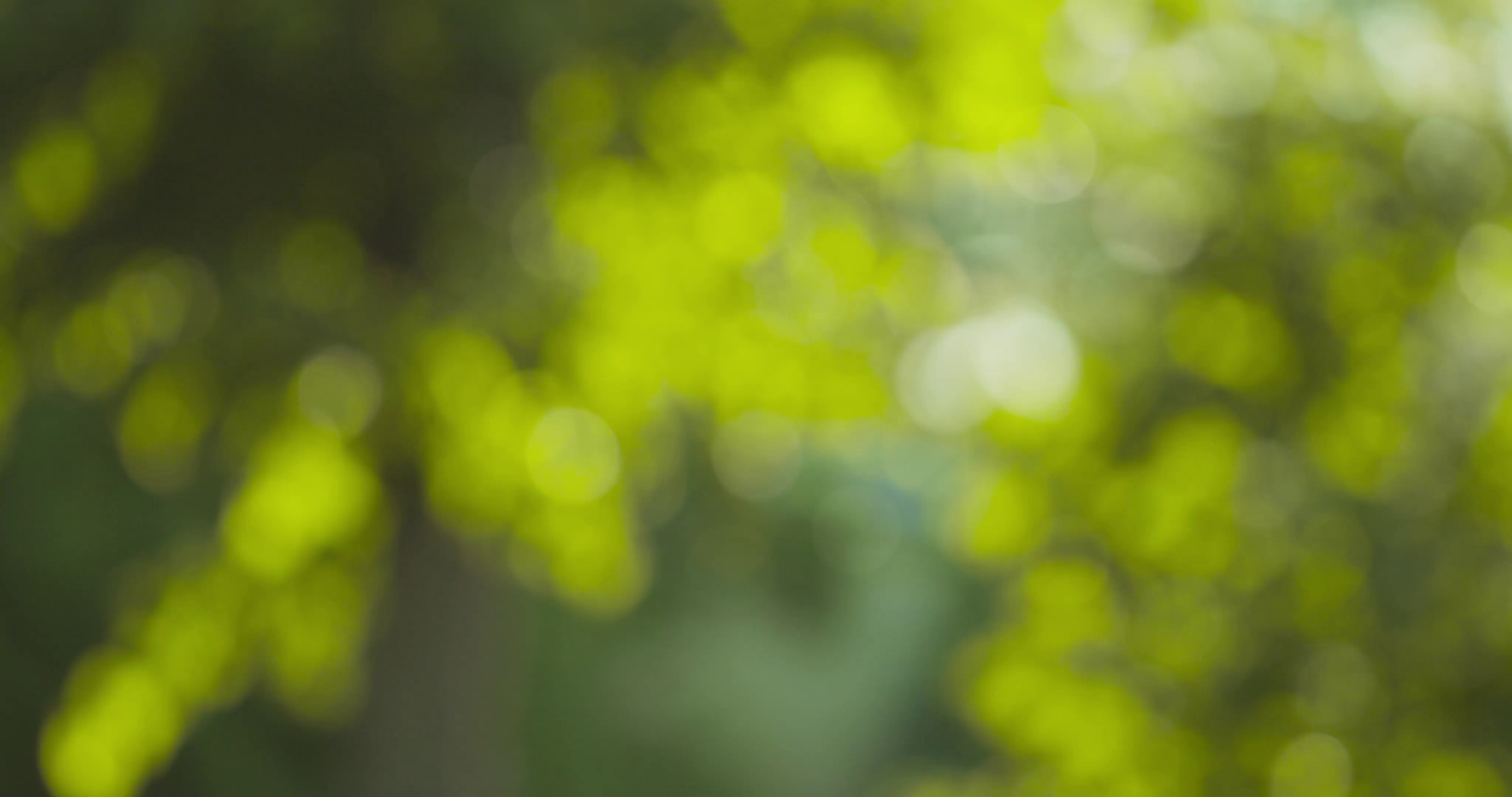 natural summer bokeh blur background with green leaves Stock Video ...