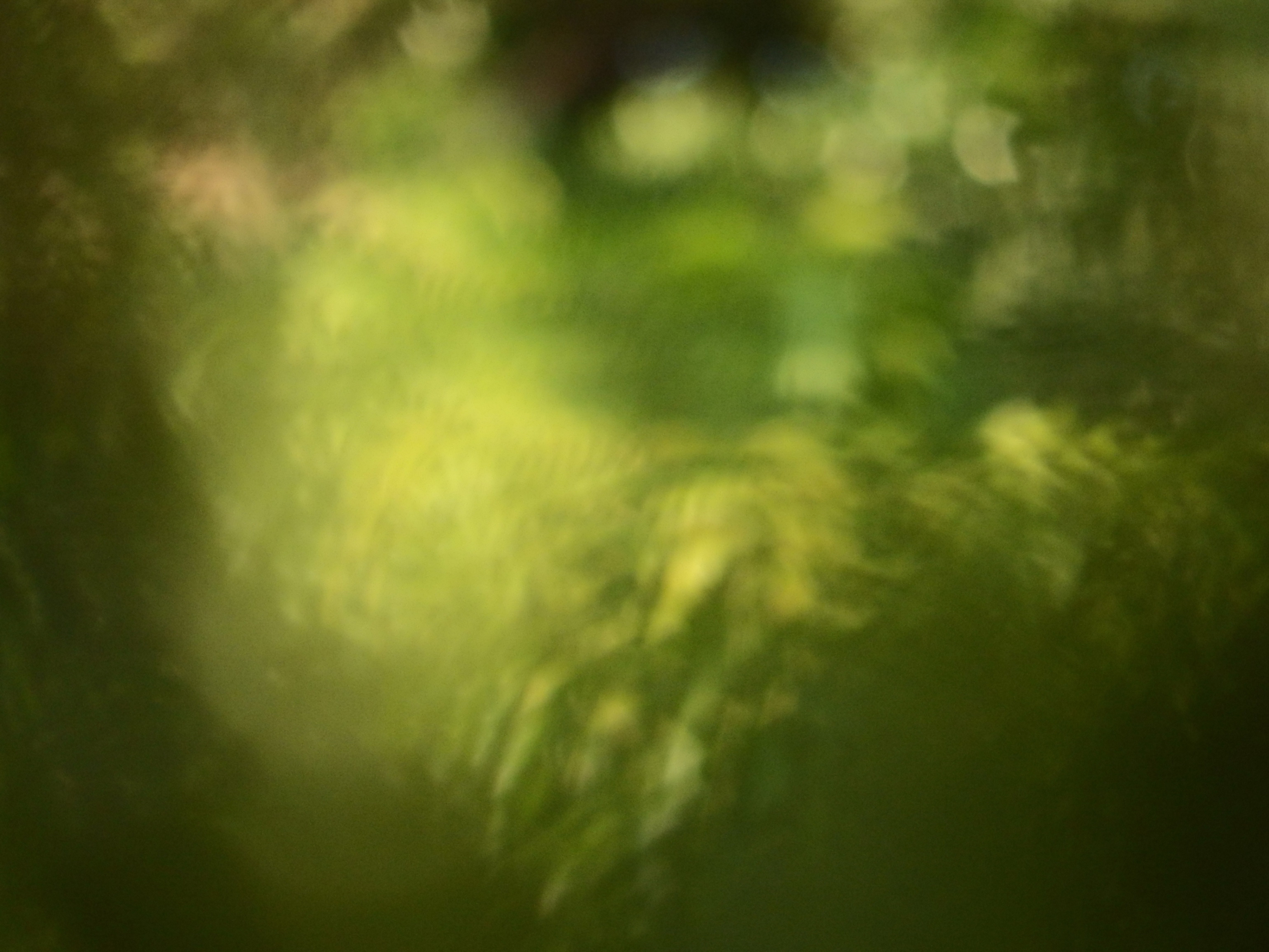 Blur nature tropical abstract background, Outdoor, Tropical, Trees, Tree, HQ Photo