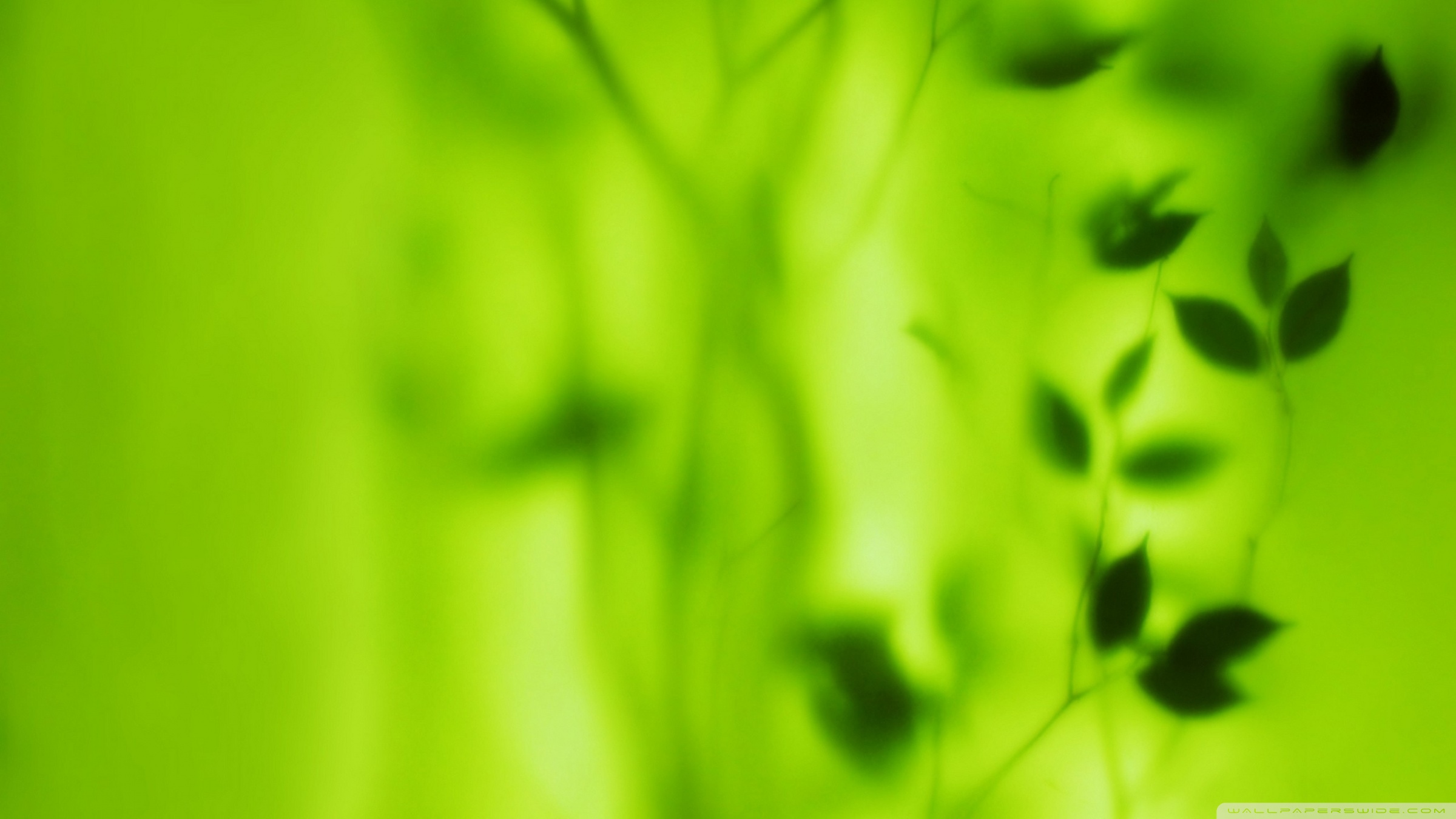 Blurred Green Leaves ❤ 4K HD Desktop Wallpaper for 4K Ultra HD TV ...