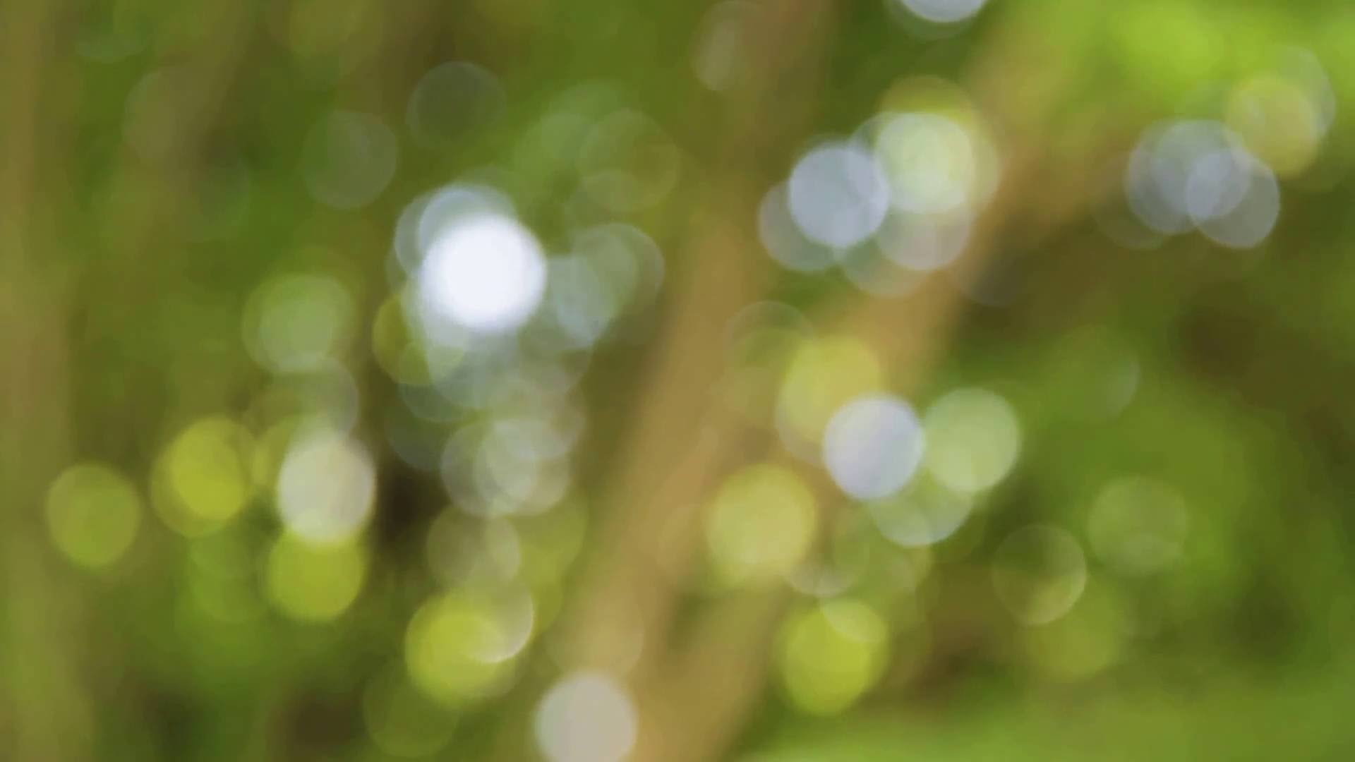 Beautiful blurred bokeh natural green video background, sun through ...