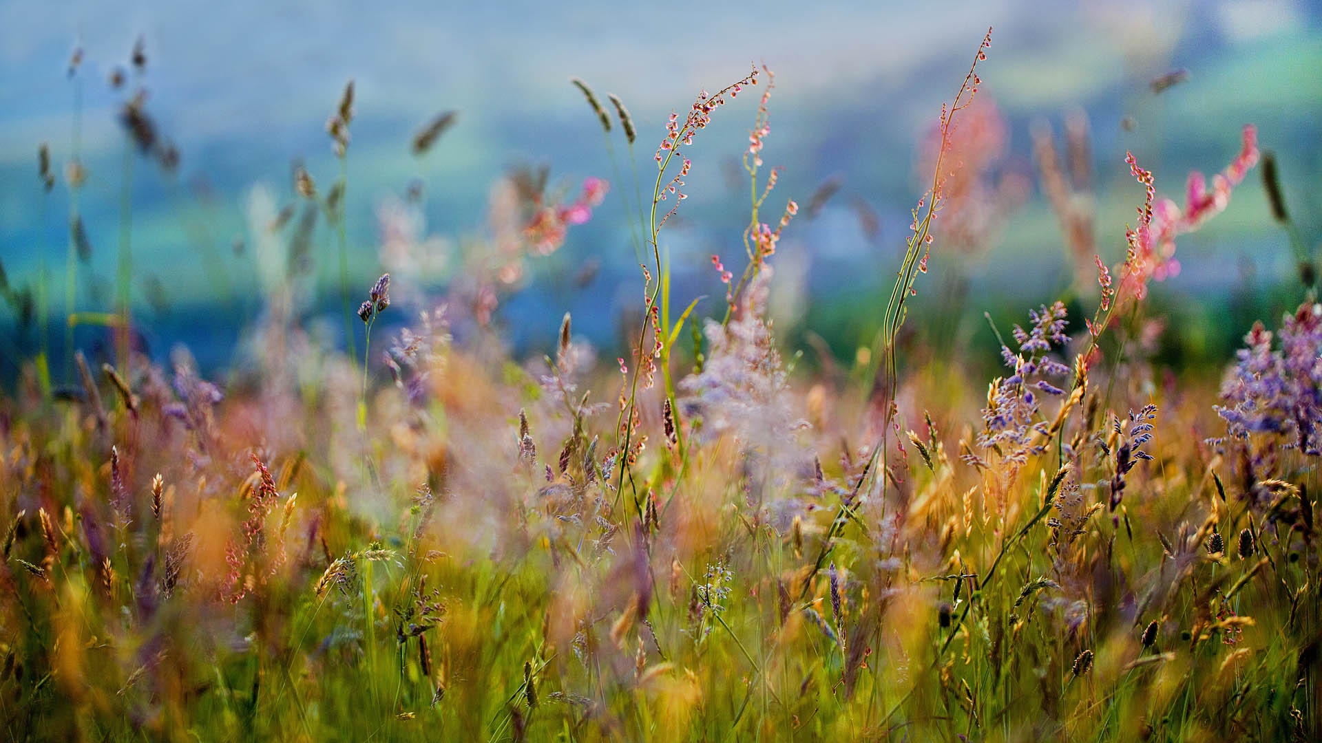 Full HD Wallpaper wildflowers blurry background front view, Desktop ...