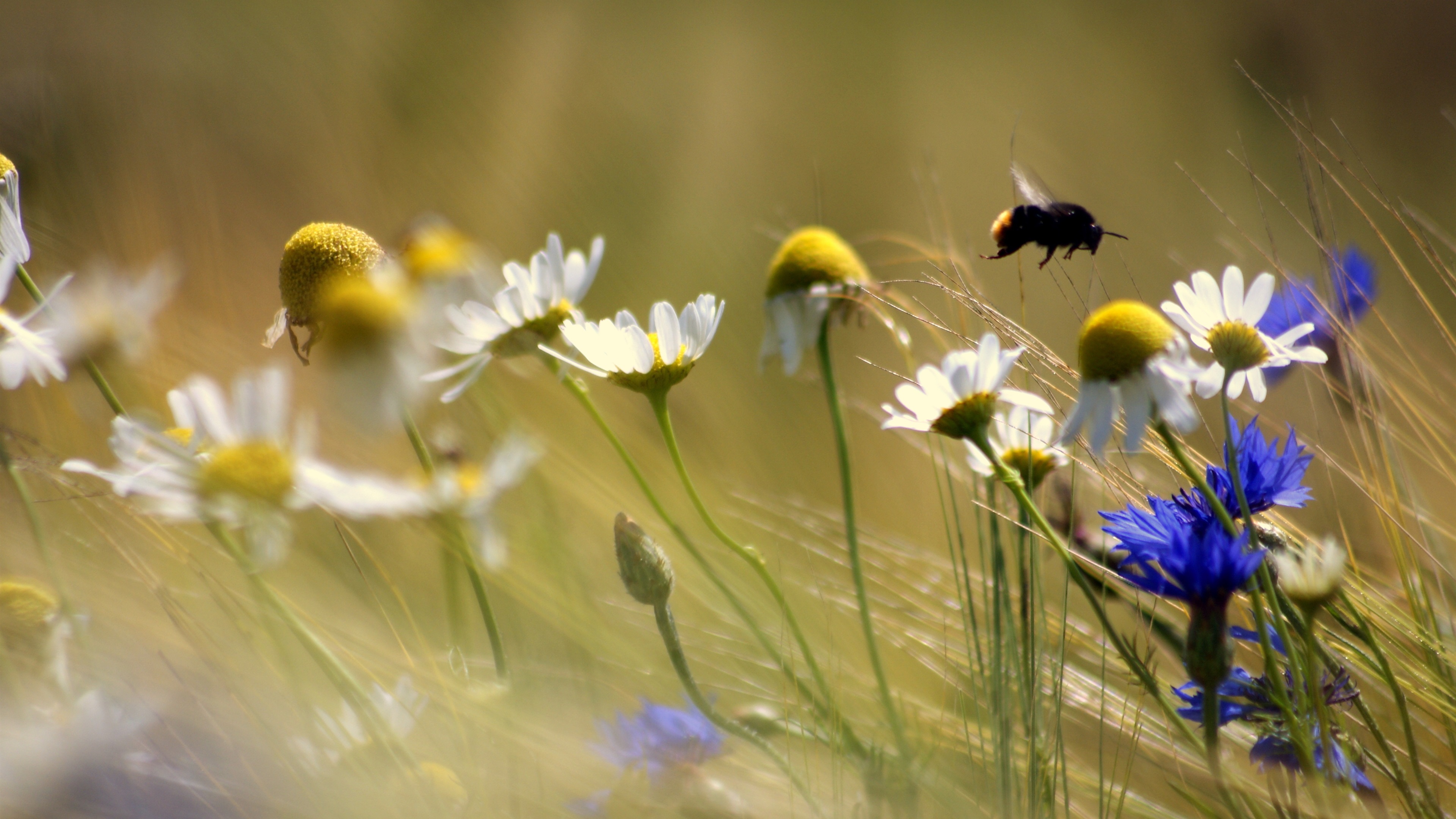 Wallpaper Wildflowers, bumblebee, blurry background 3840x2160 UHD 4K ...