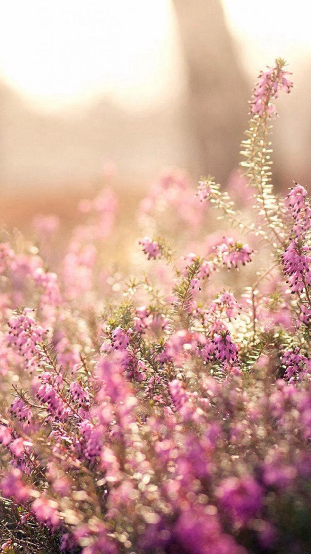 Nature Spring Bloomy Flowers Blurry iPhone 6 Wallpaper Download ...