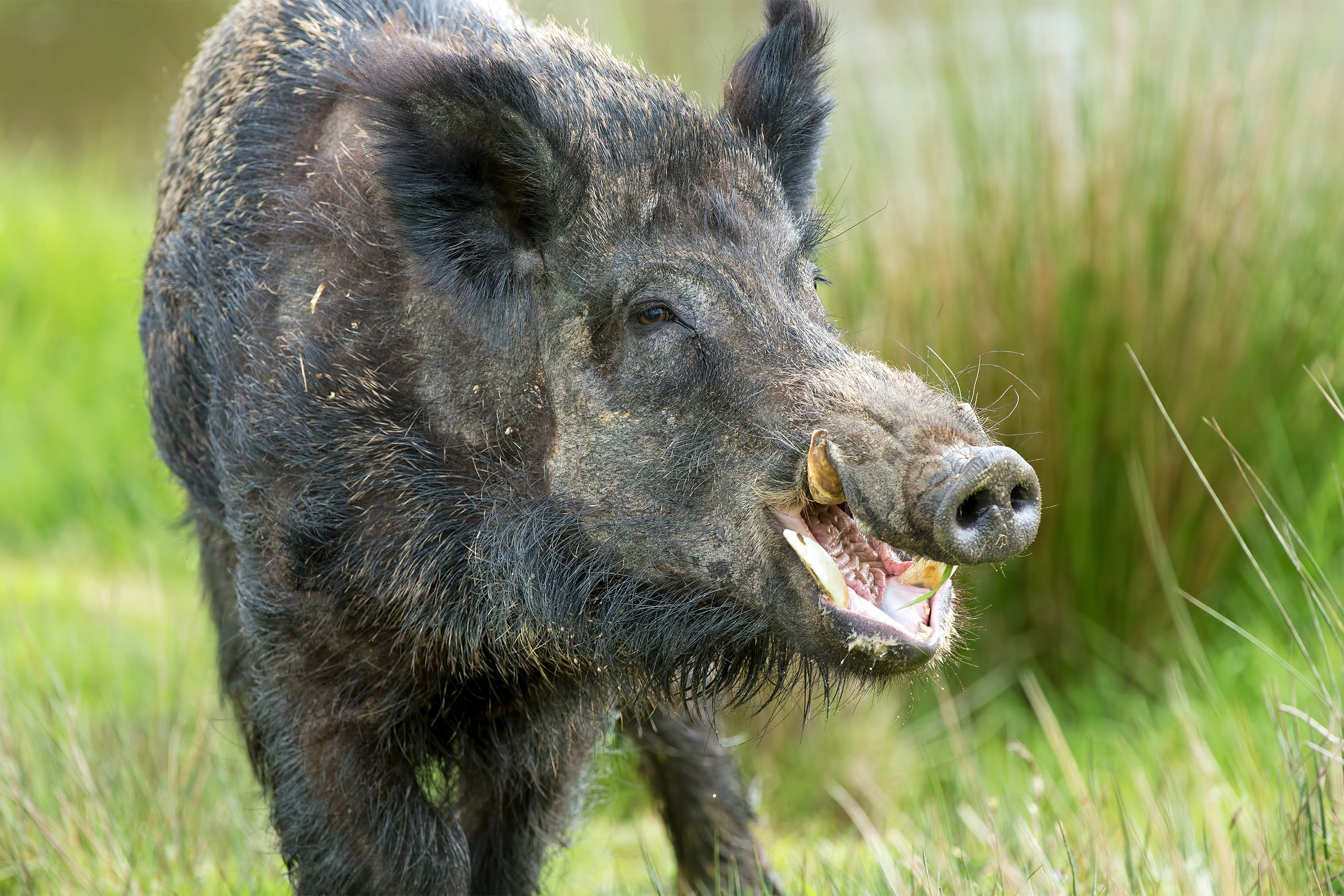 Wild boar stampede crushes ISIS fighters