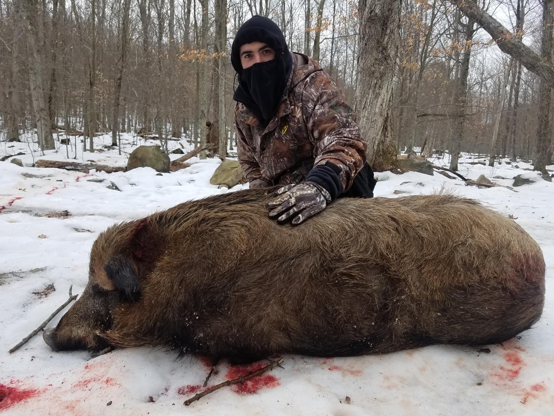 Wild Boar Hunting, Wild Hog Hunting PA