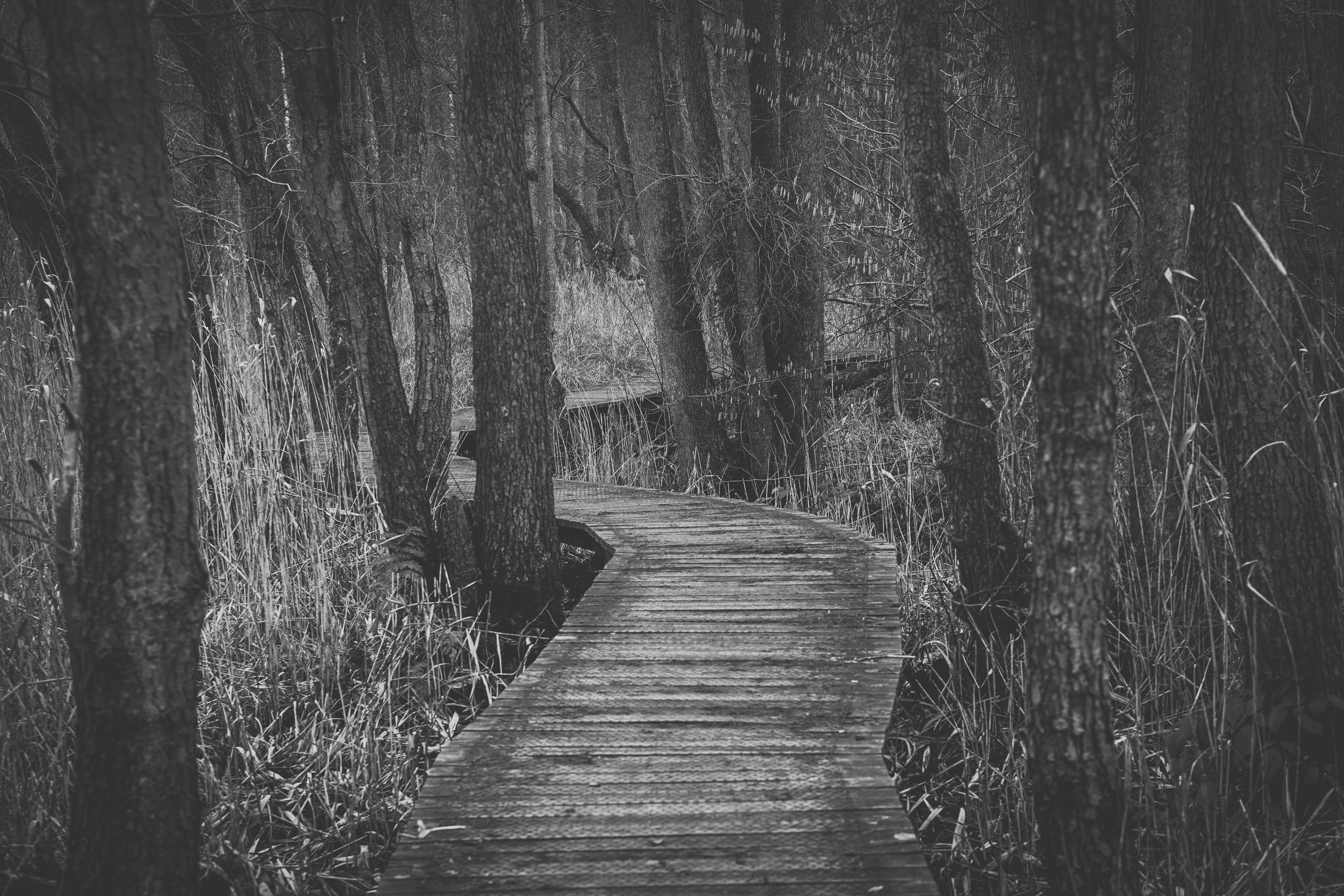 Boardwalk amidst trees in forest photo