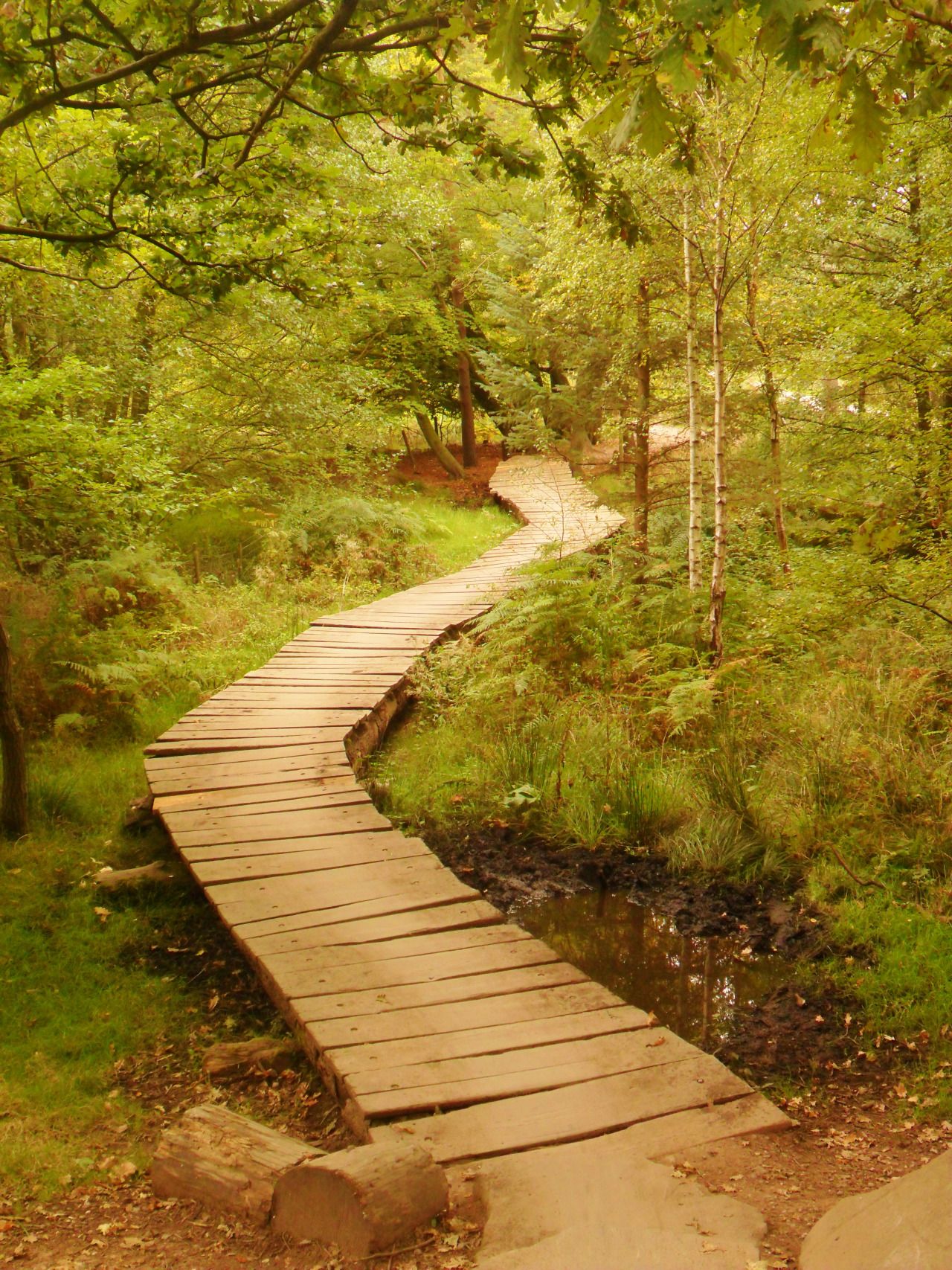 Wooden walkway over the marsh, Cannock Chase, England All Original ...