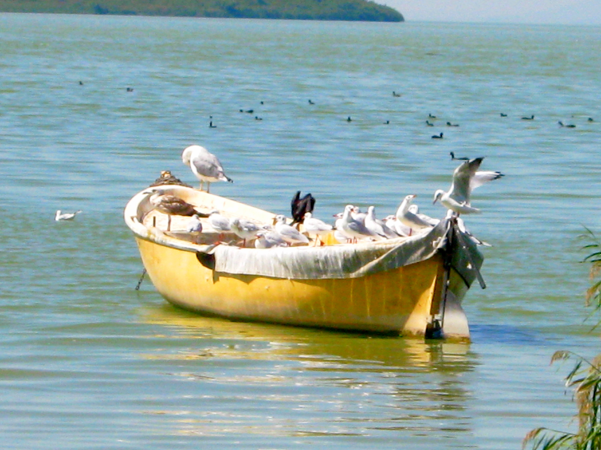 Boat in the sea photo