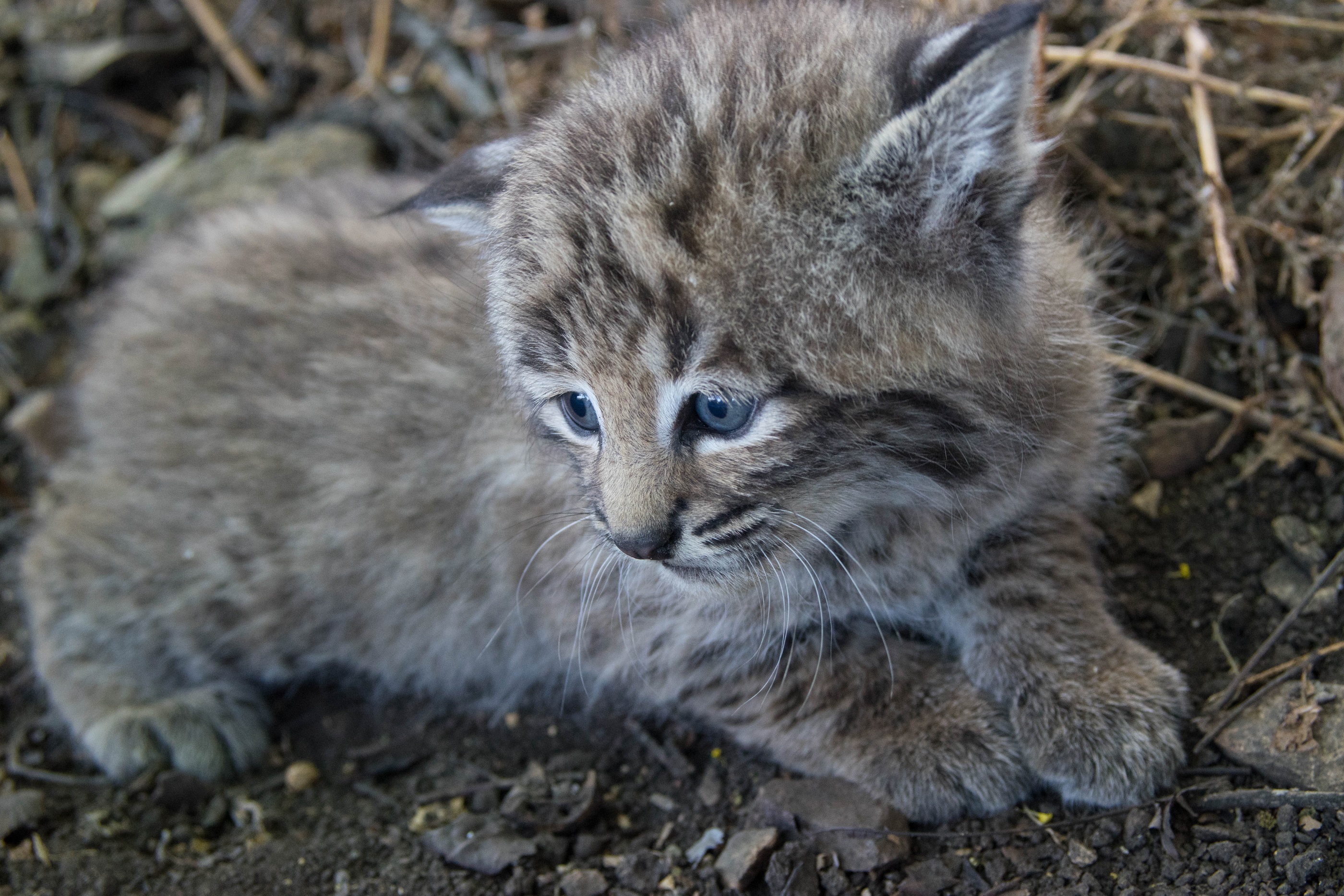 Free Photo Bobcat Animal Bob Cat Free Download Jooinn