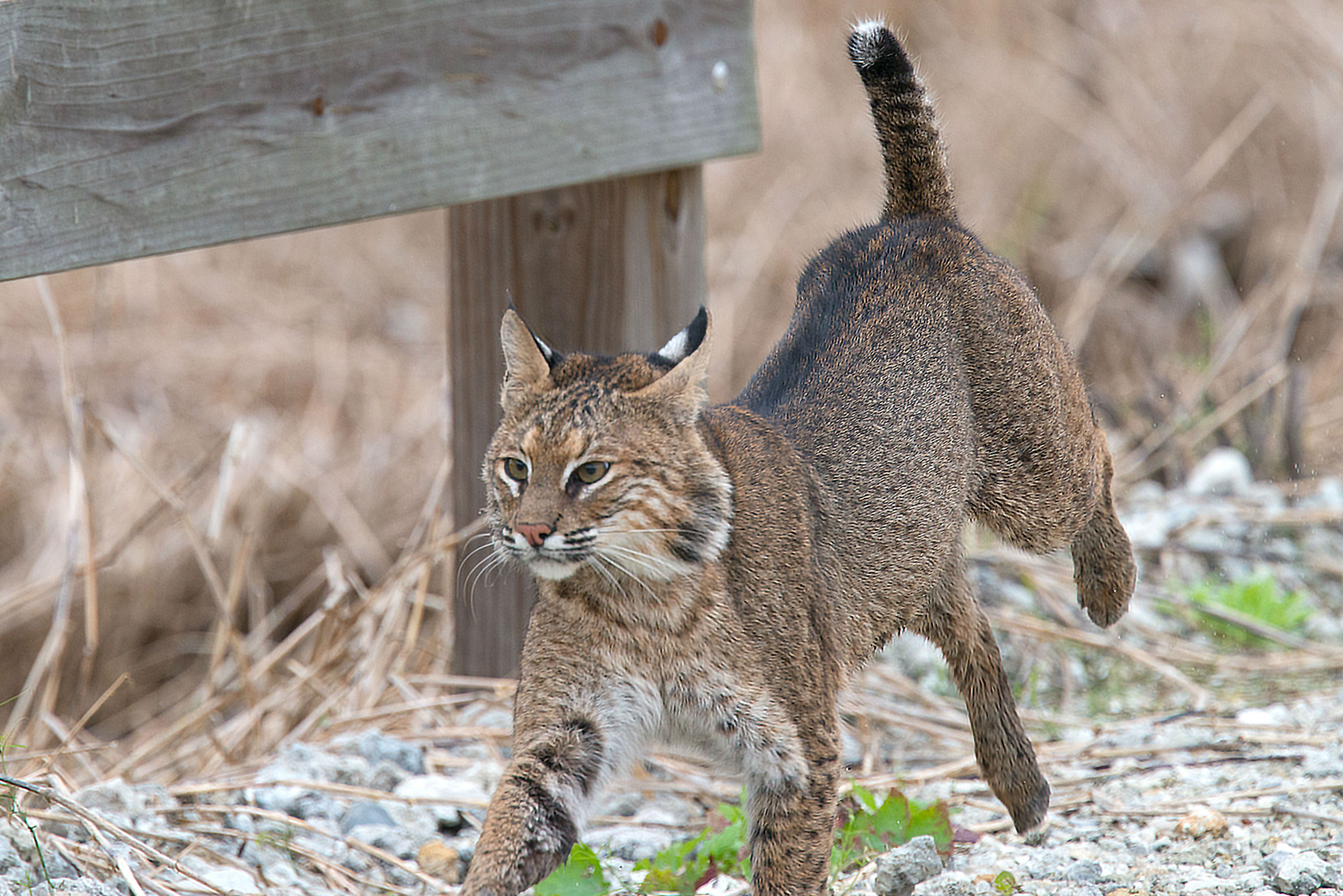 Proposed Bobcat Hunting Season Still Early In Planning Process ...