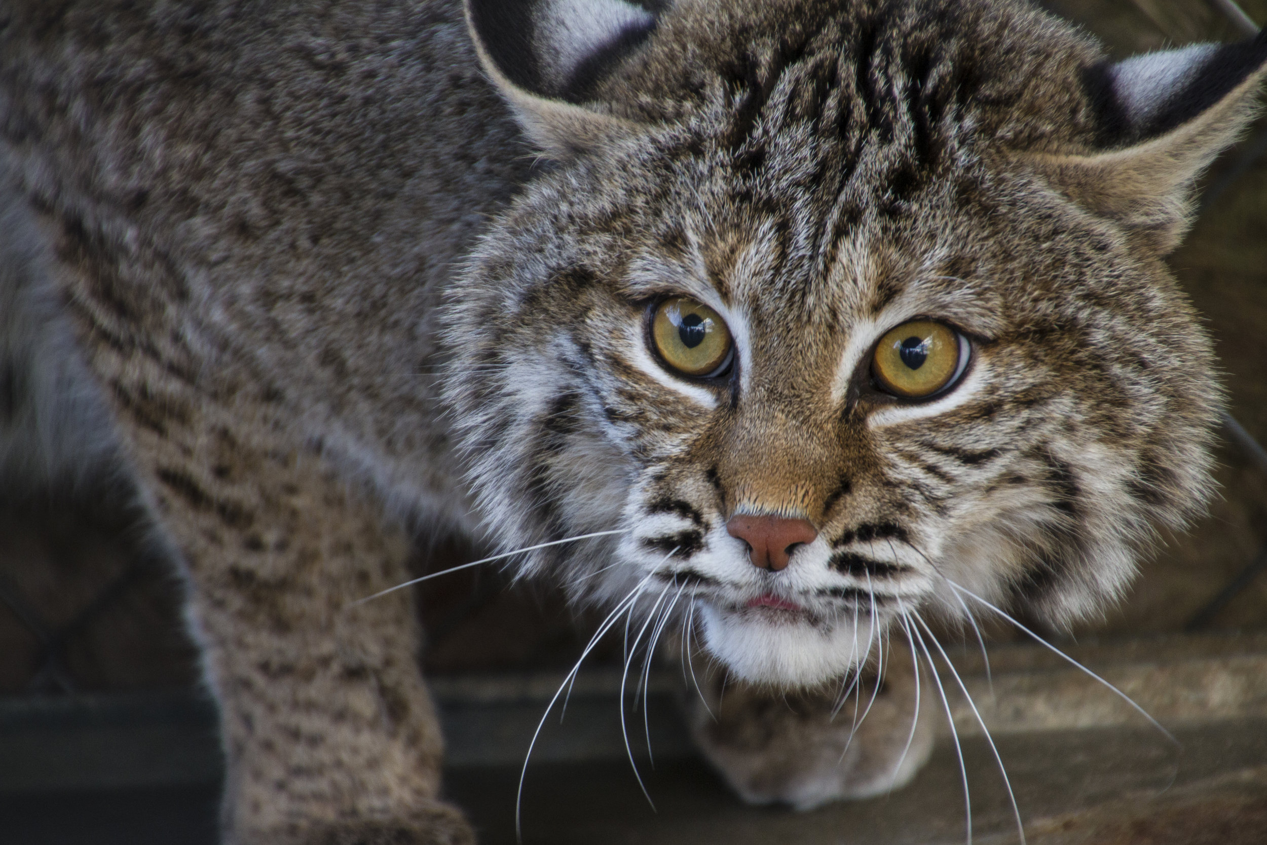 Boy, Father Attacked By Bobcat | 98.9 WCLZ