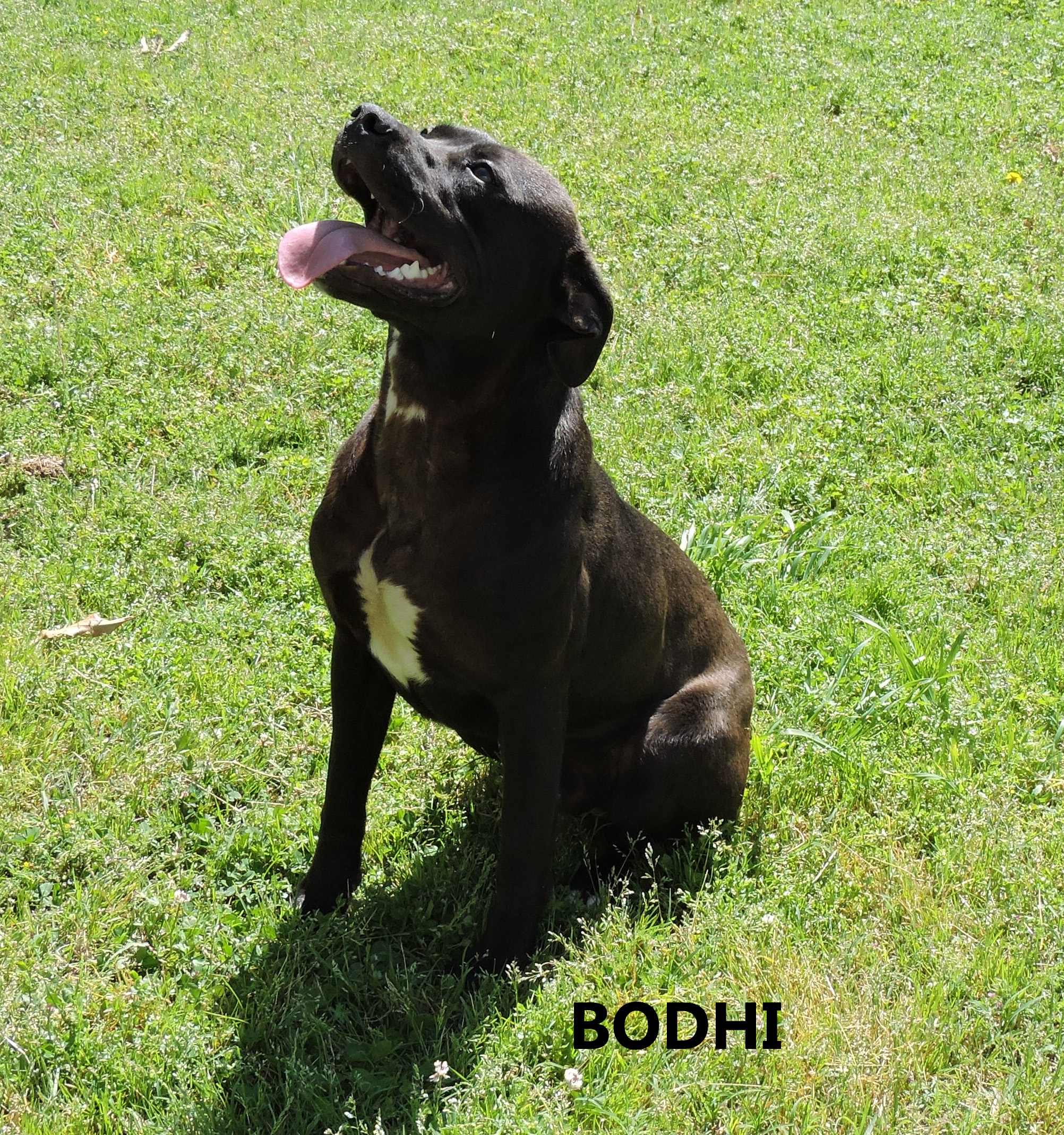 Dog for Adoption – Bodhi, near Washington, GA | Petfinder