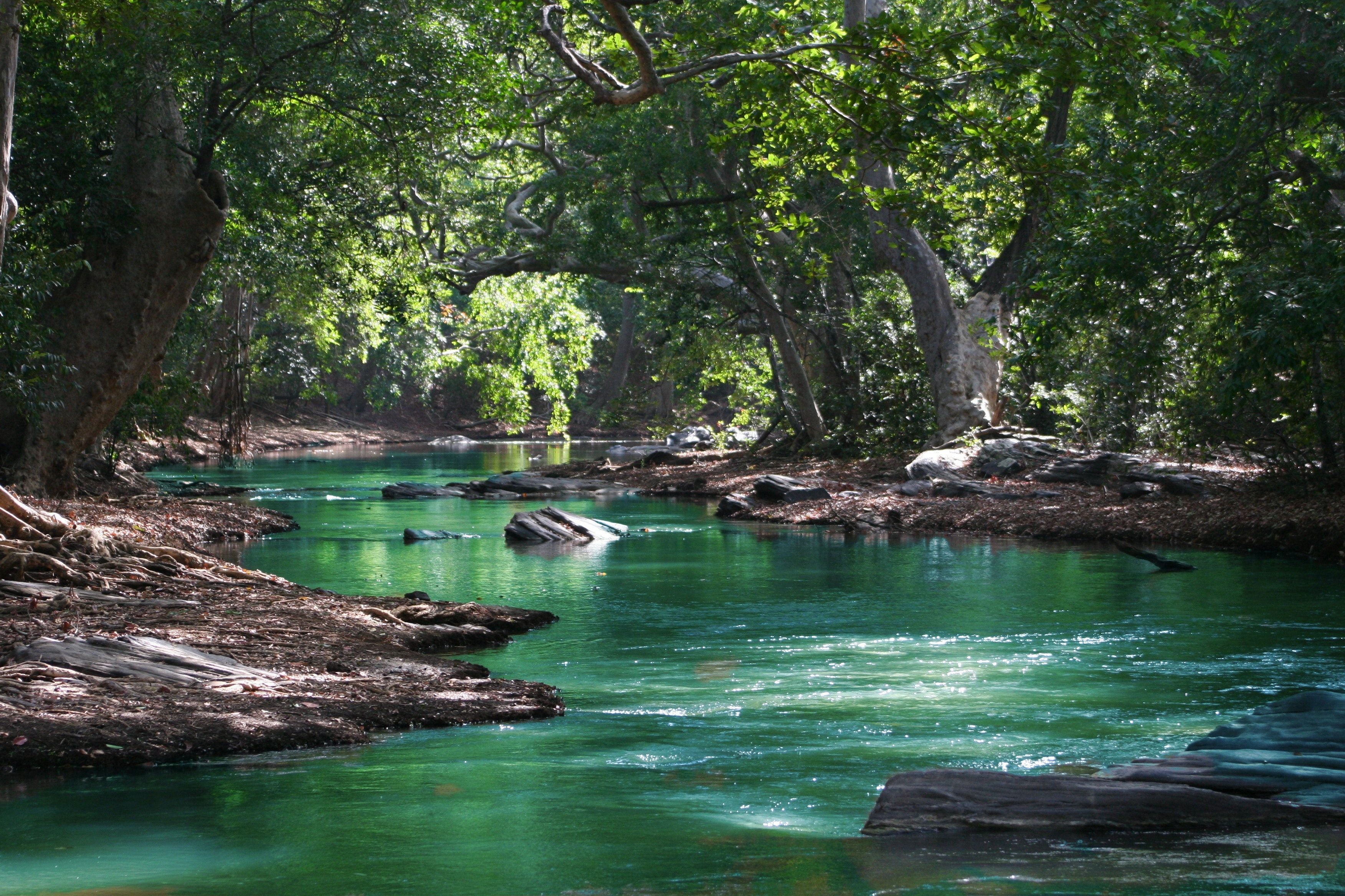 Body of Water Between Green Leaf Trees, Beautiful, River, Water, Vacation, HQ Photo