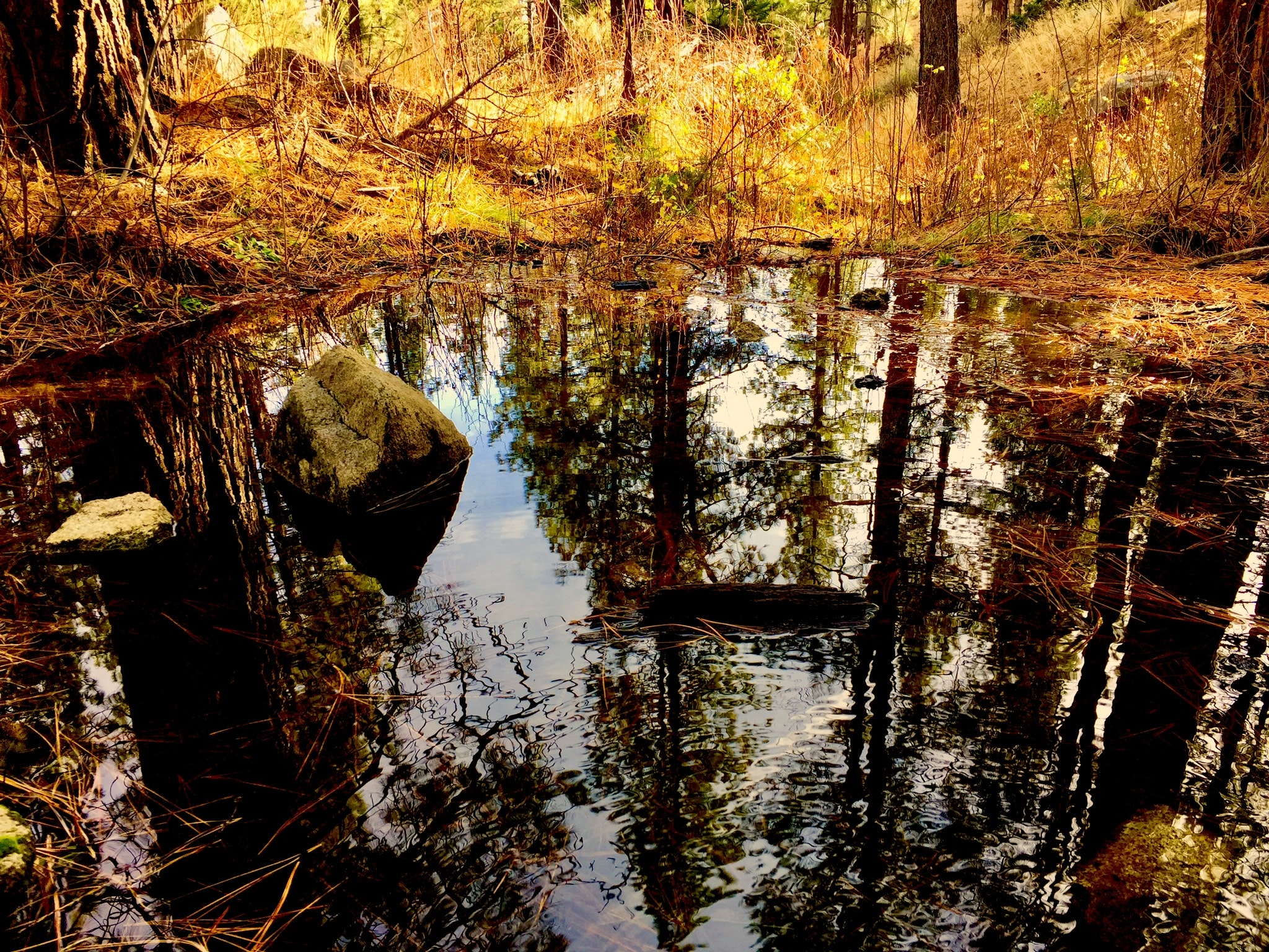Body of water in forest photo