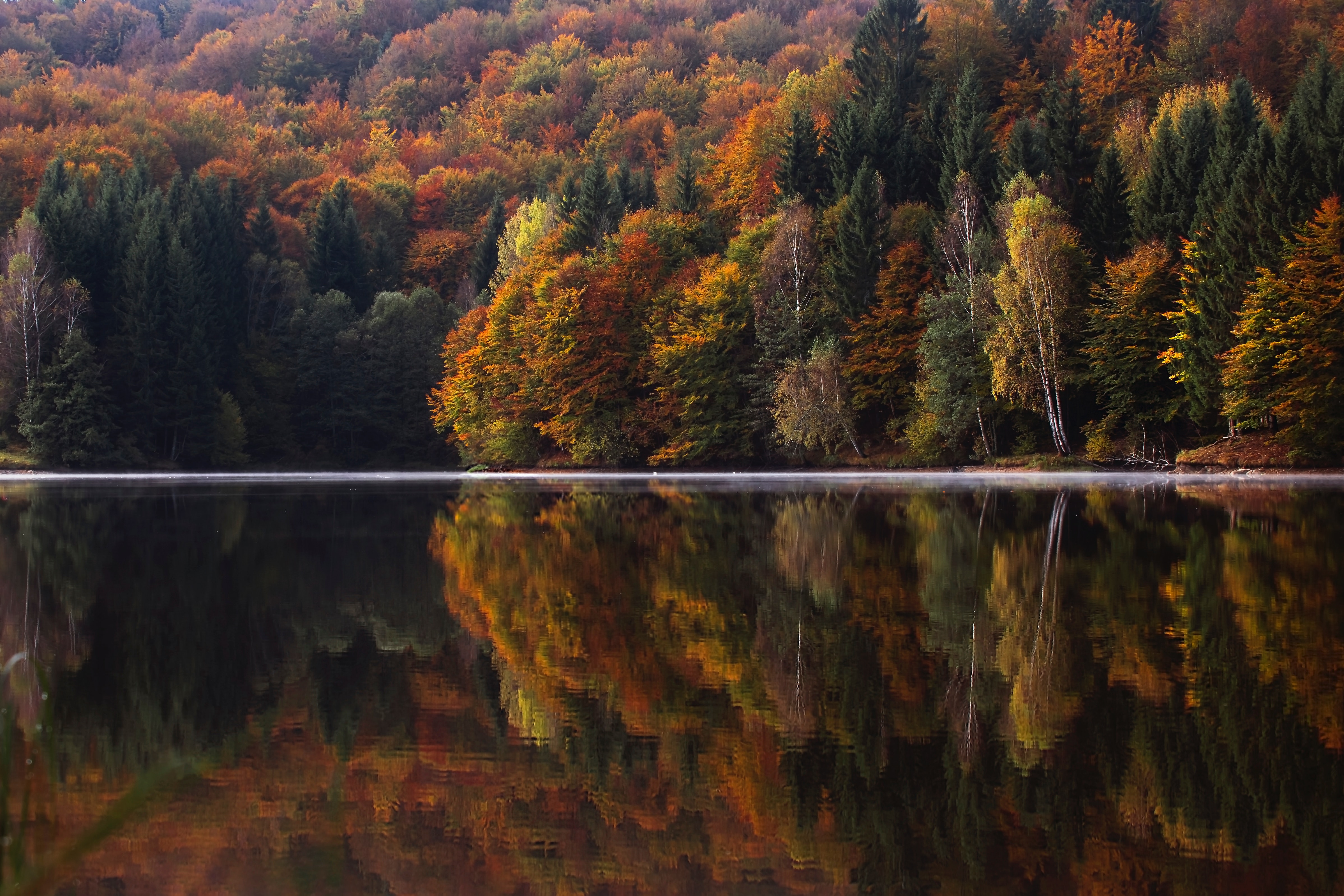 Body of Water Near Orange and Green Leaf Trees, Autumnal, Reflection, Wood, Water, HQ Photo