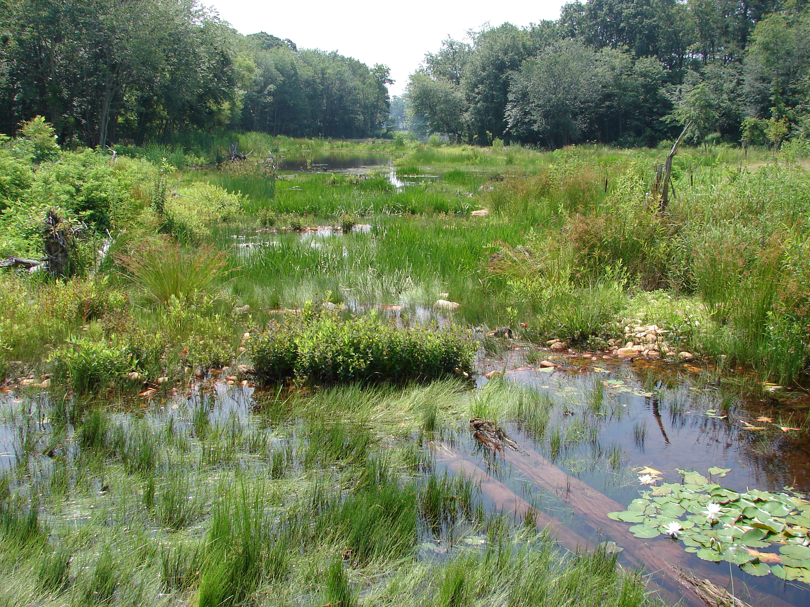 Полесские болота Белоруссии