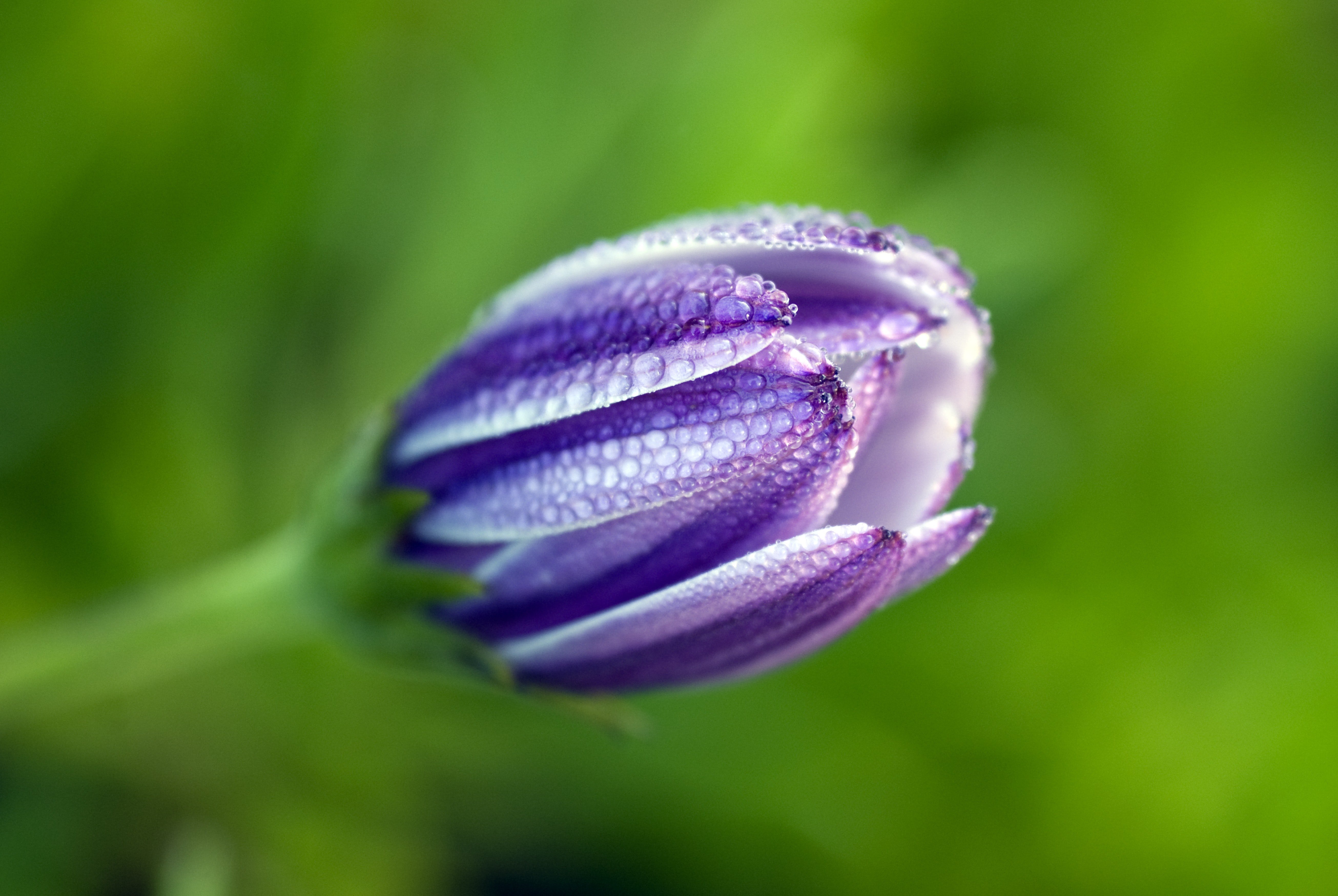 Free Photo Bokeh Shot Of Violet Flower Bud Bud Close Up Dew Free Download Jooinn