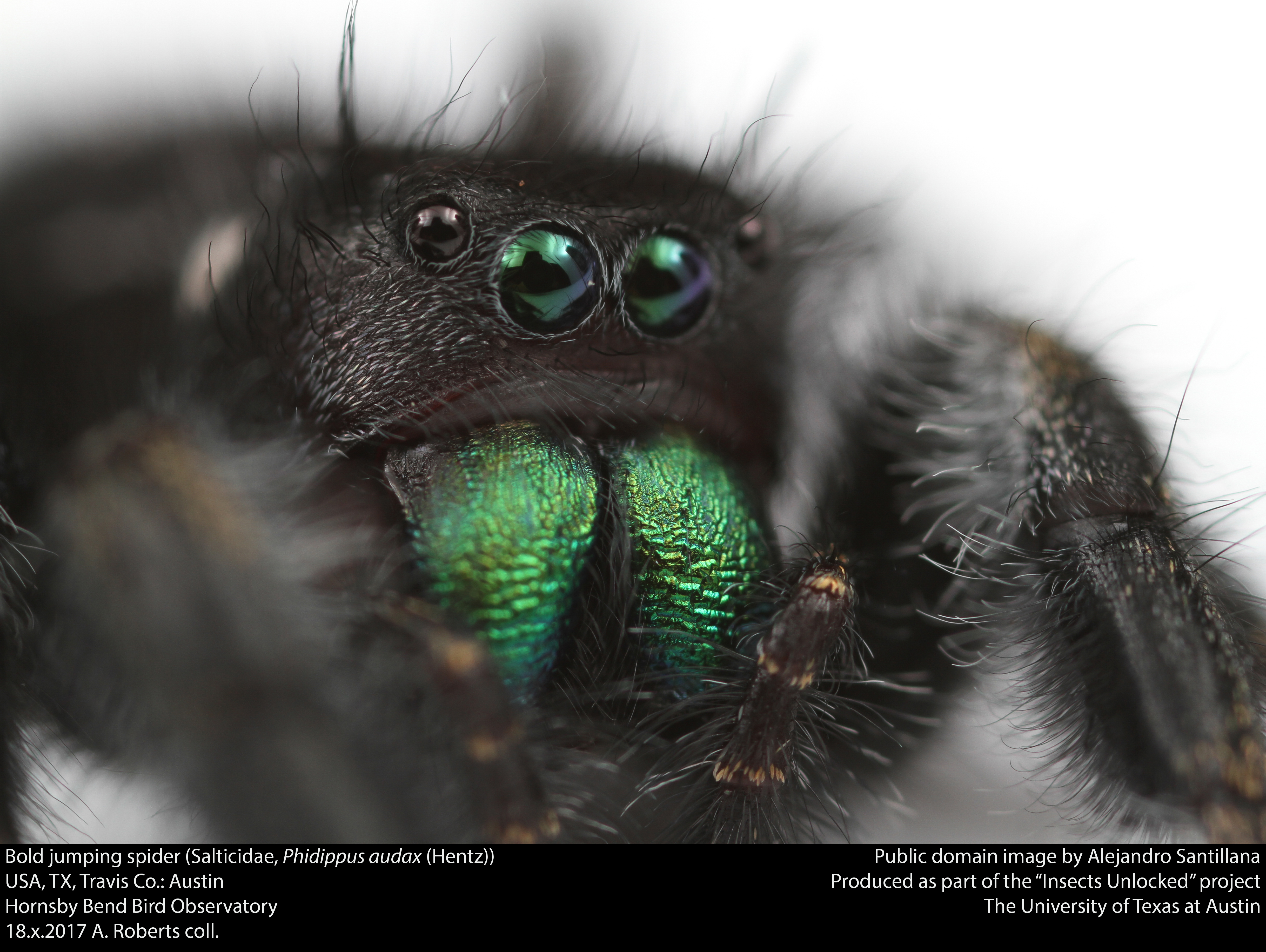 Bold jumping spider (salticidae, phidippus audax (hentz)) photo