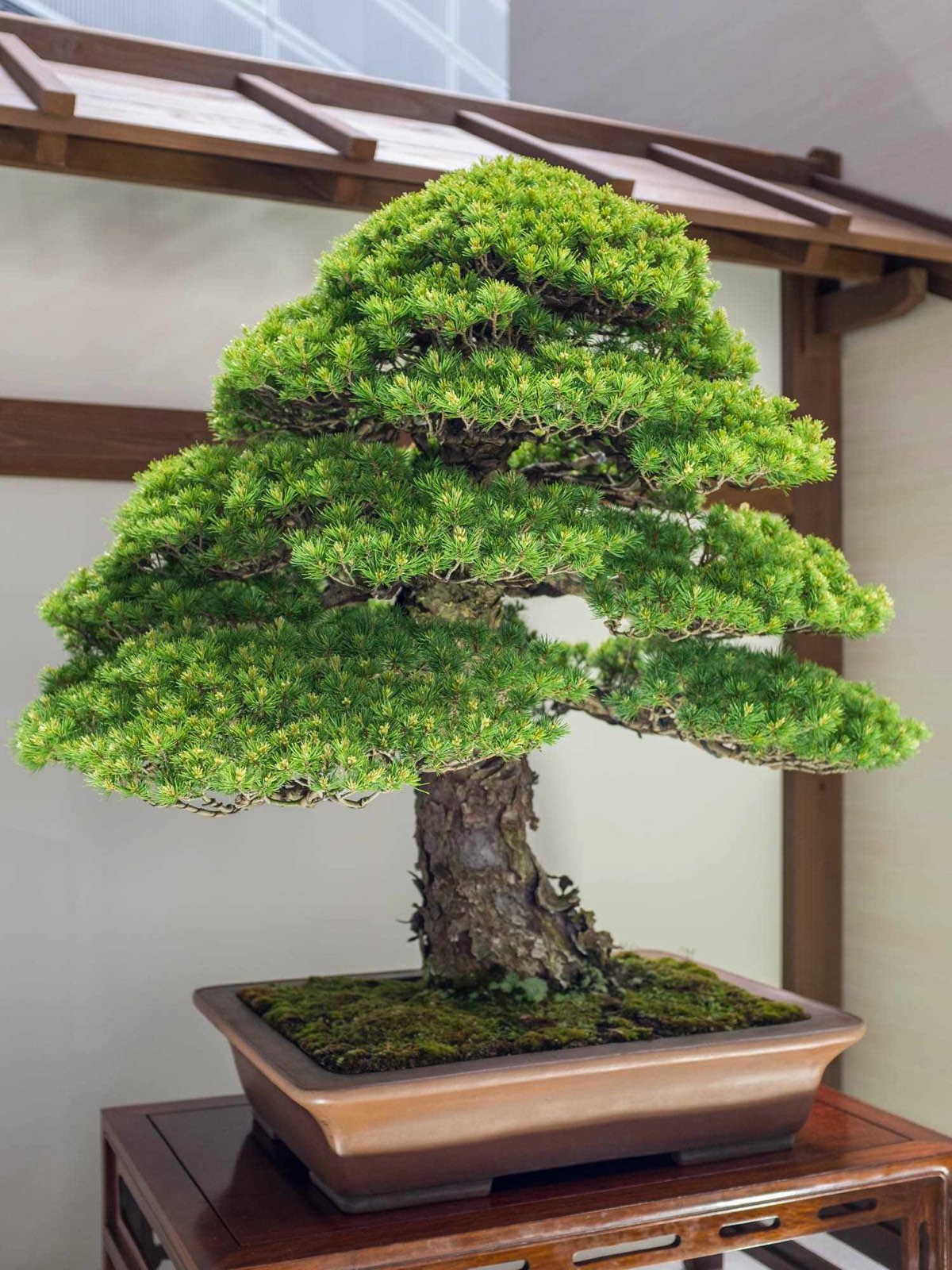 bonsai (kottke.org)