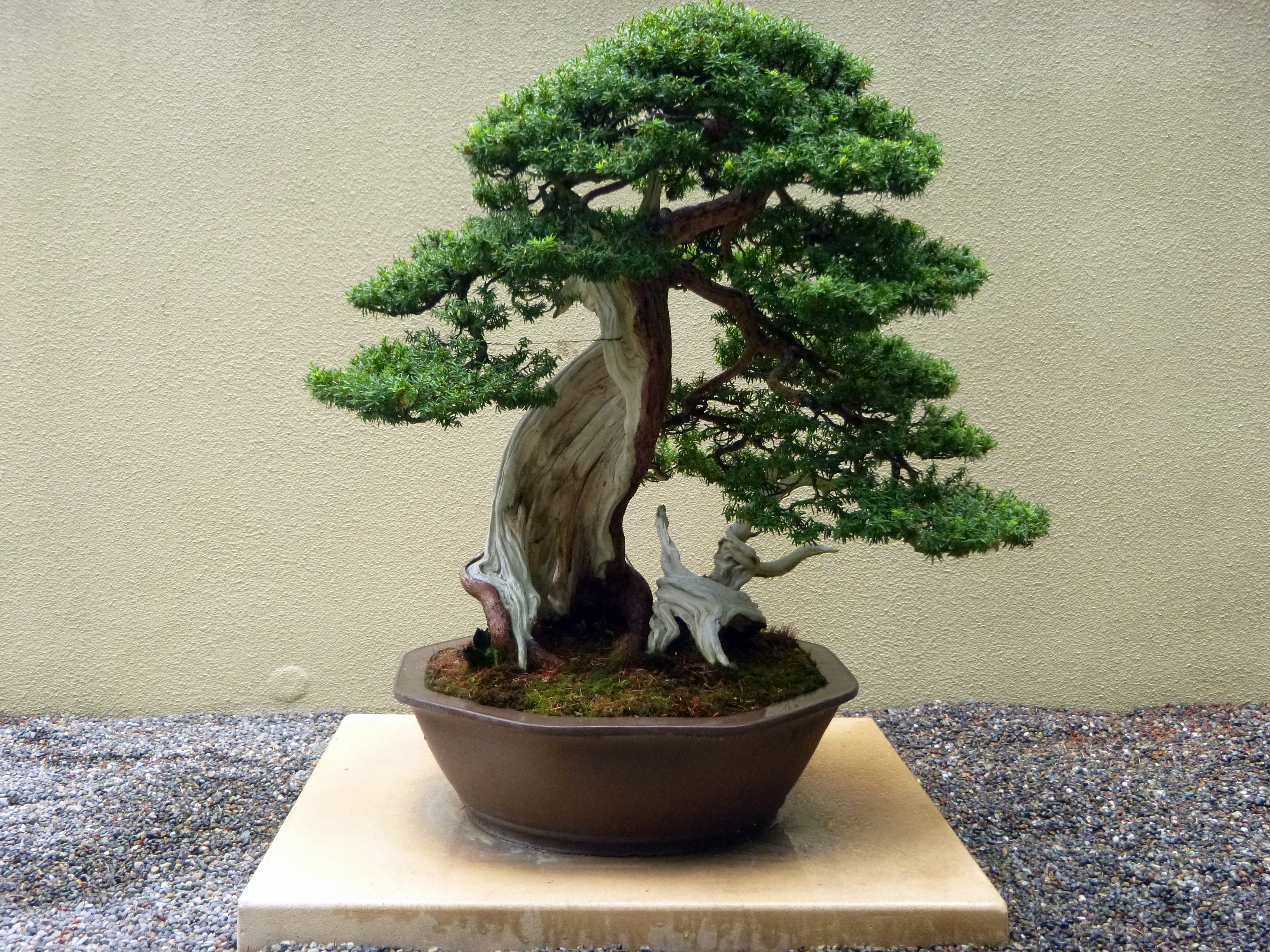Bonsai Trees - In-Depth Introduction