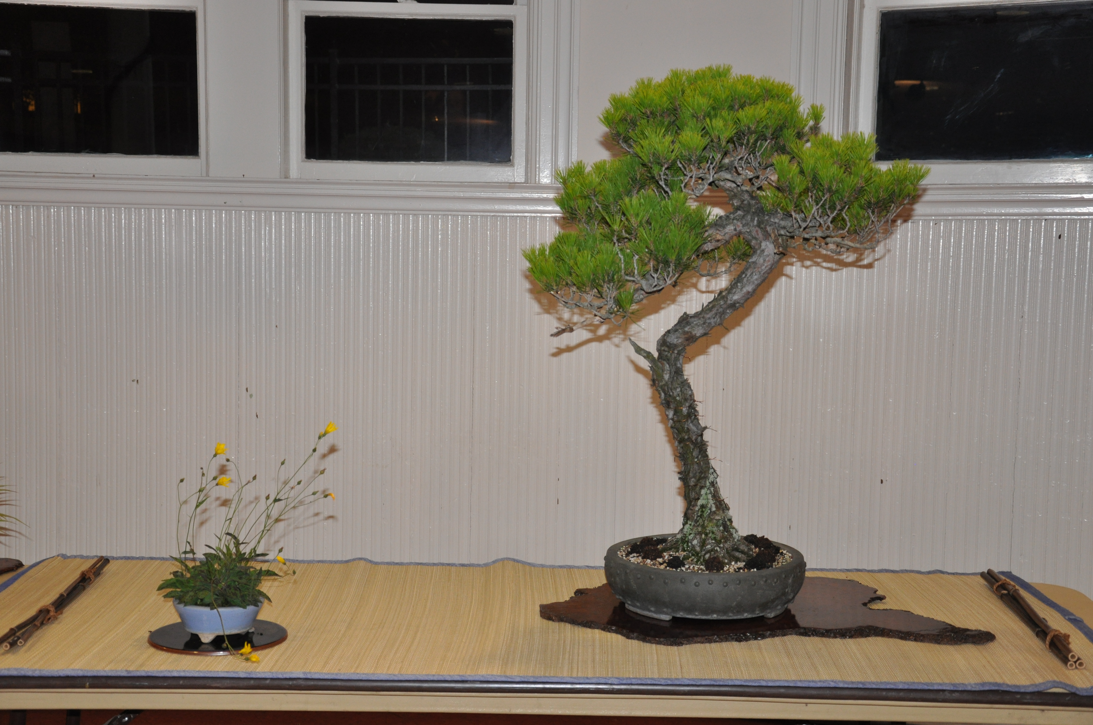 bonsai display 5,6-09 083 | Bay Island Bonsai
