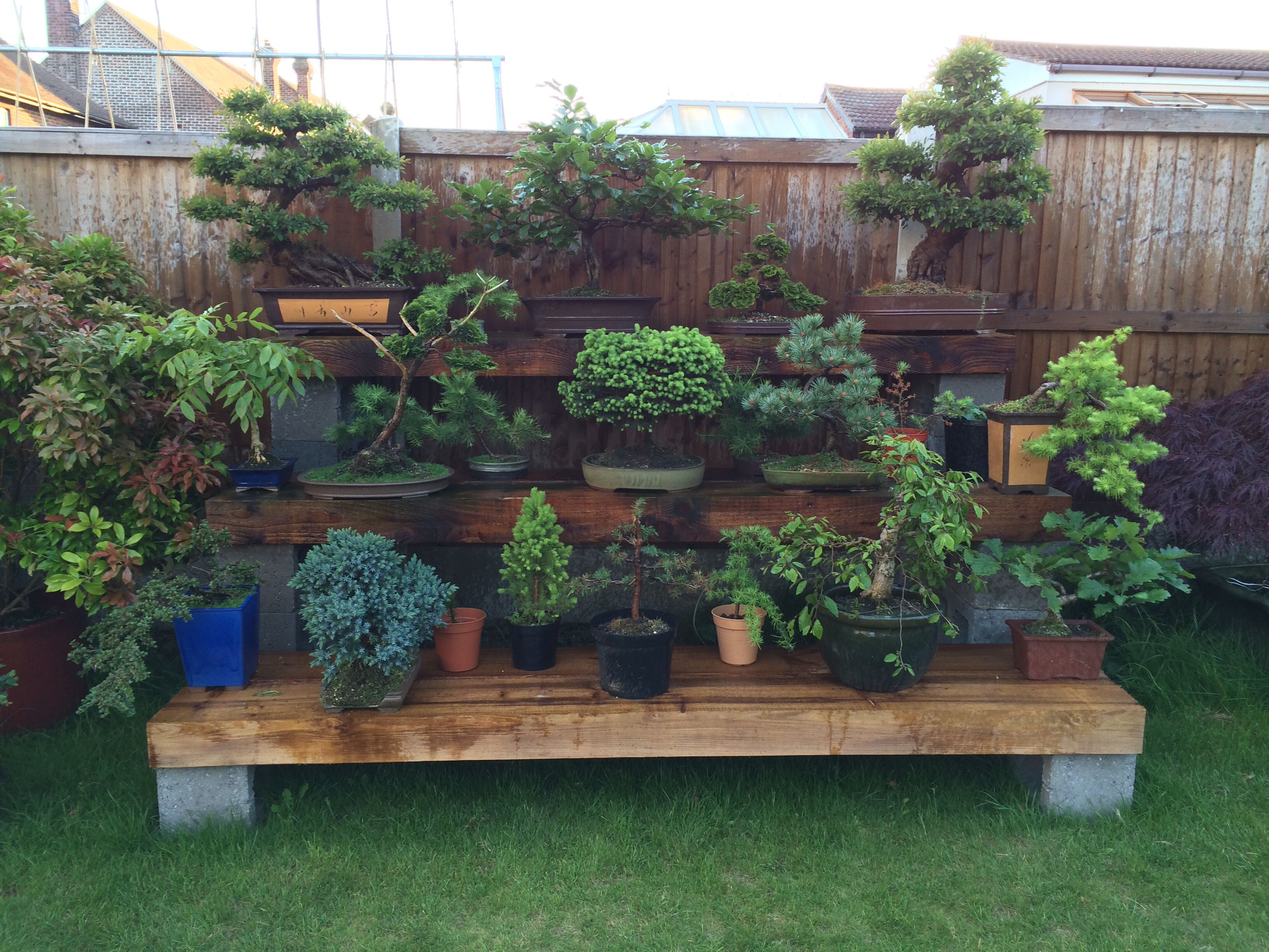 Beautiful bonsai display made by the husband. Display made with ...