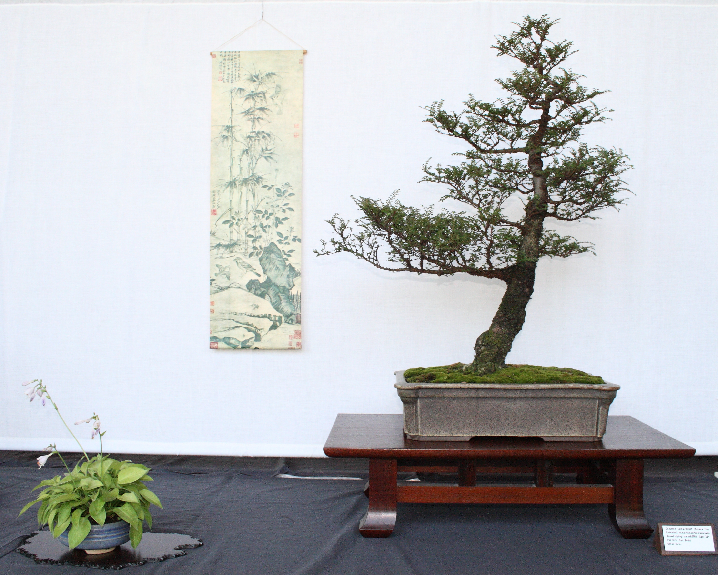 File:Bonsai display with Seiju elm, miniature hosta and hanging ...