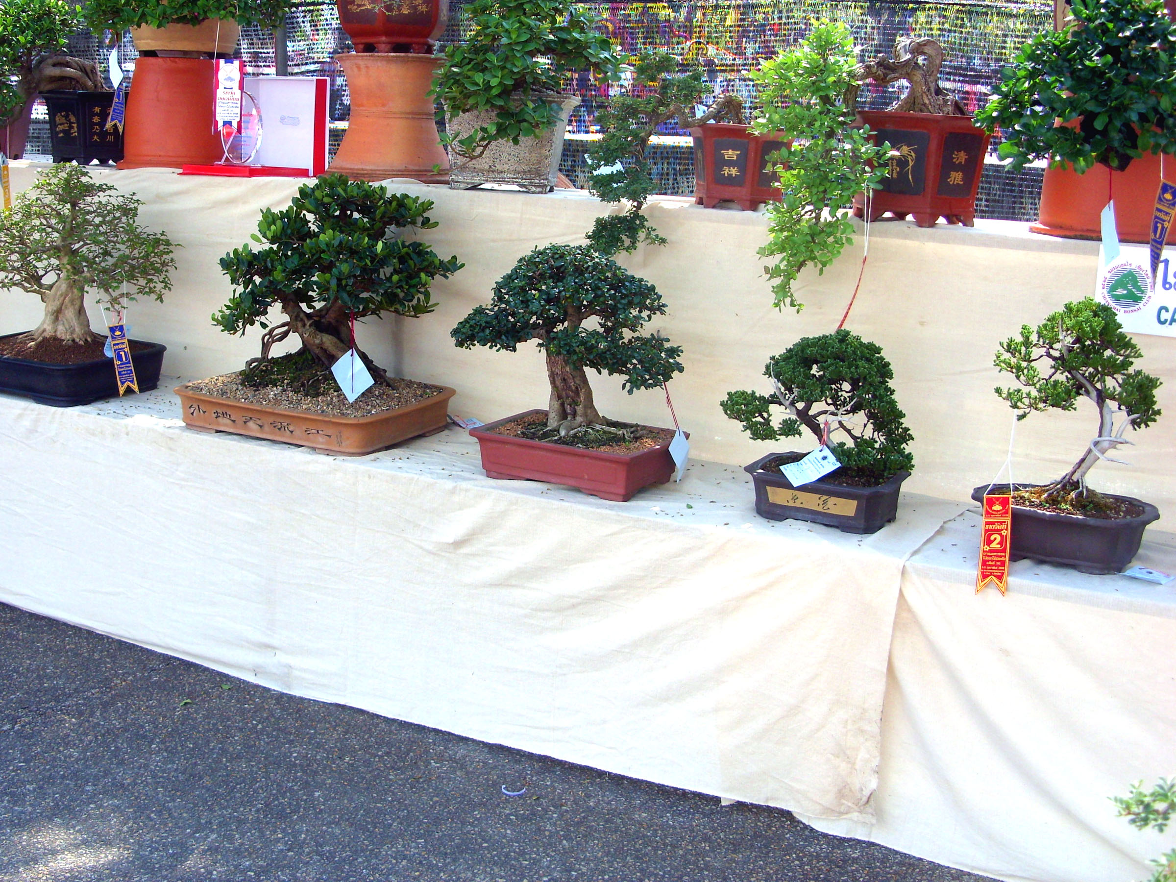 Bonsai display, Bonsai, Exhibit, Small, Trees, HQ Photo