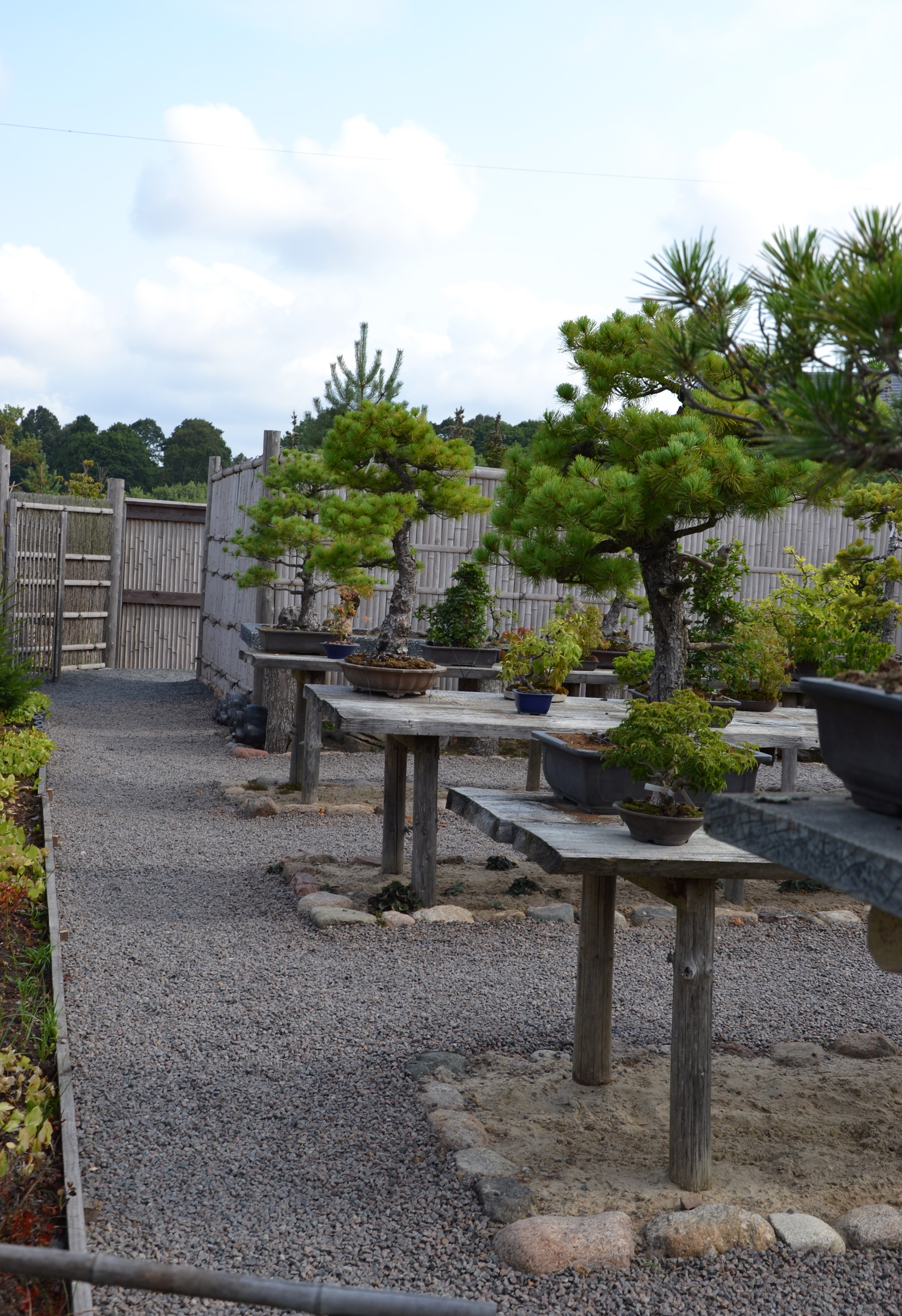 Bonsai garden photo