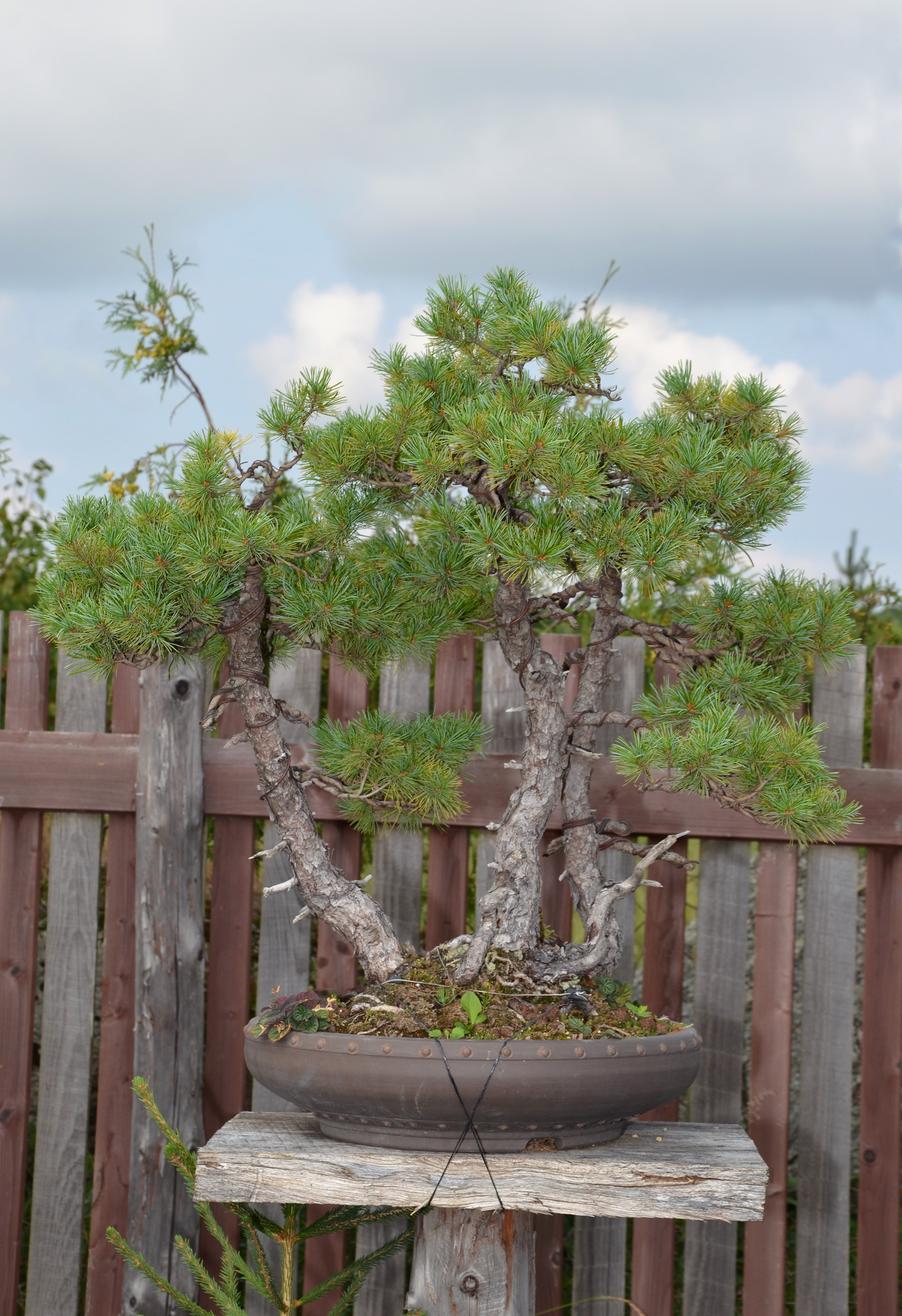 Bonsai pine photo