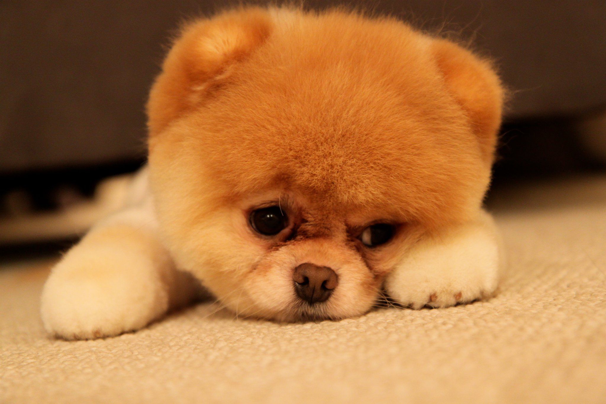 Boo, literally the cutest dog in the world! | Animals | Pinterest ...