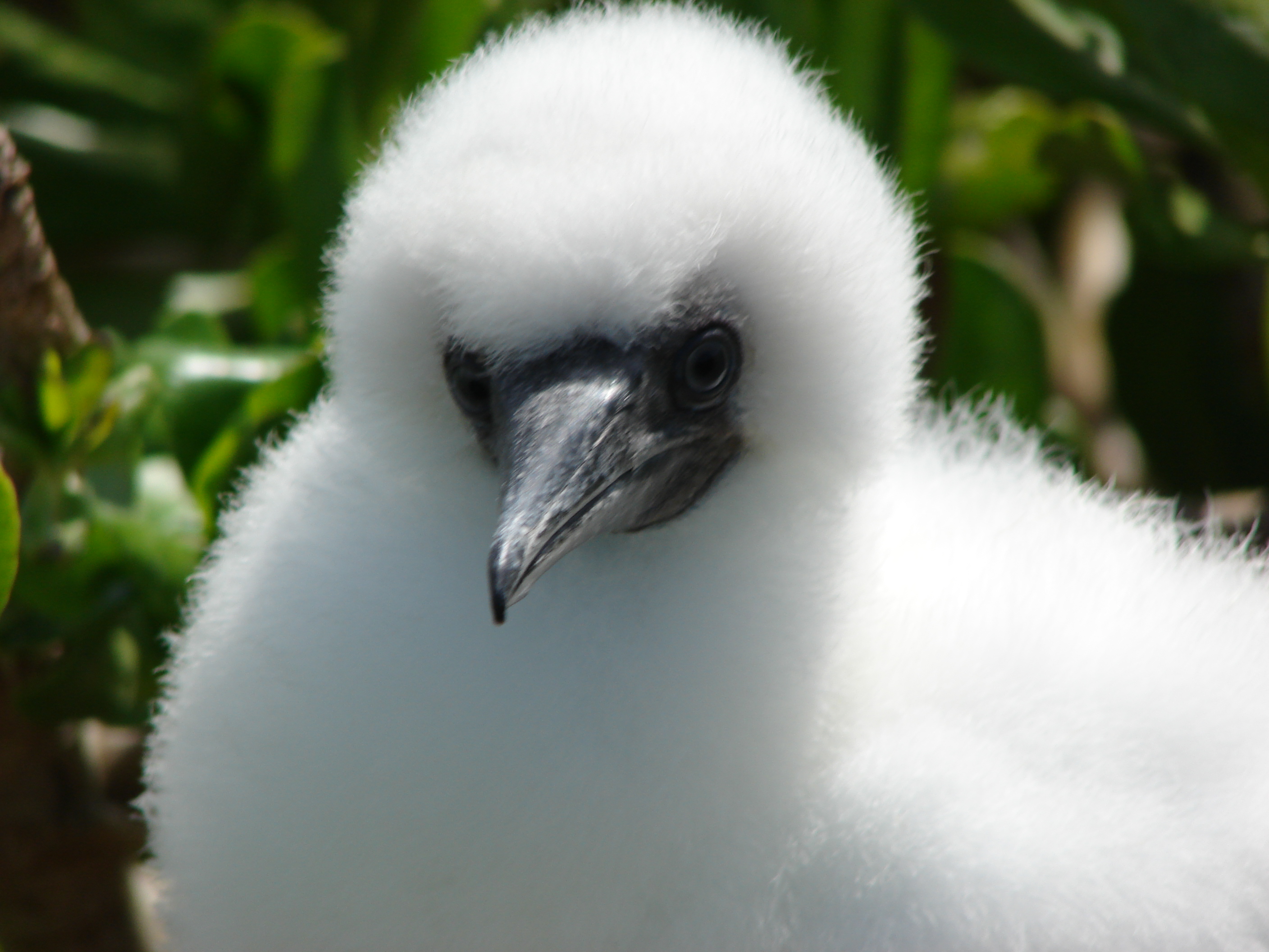 Booby chick photo