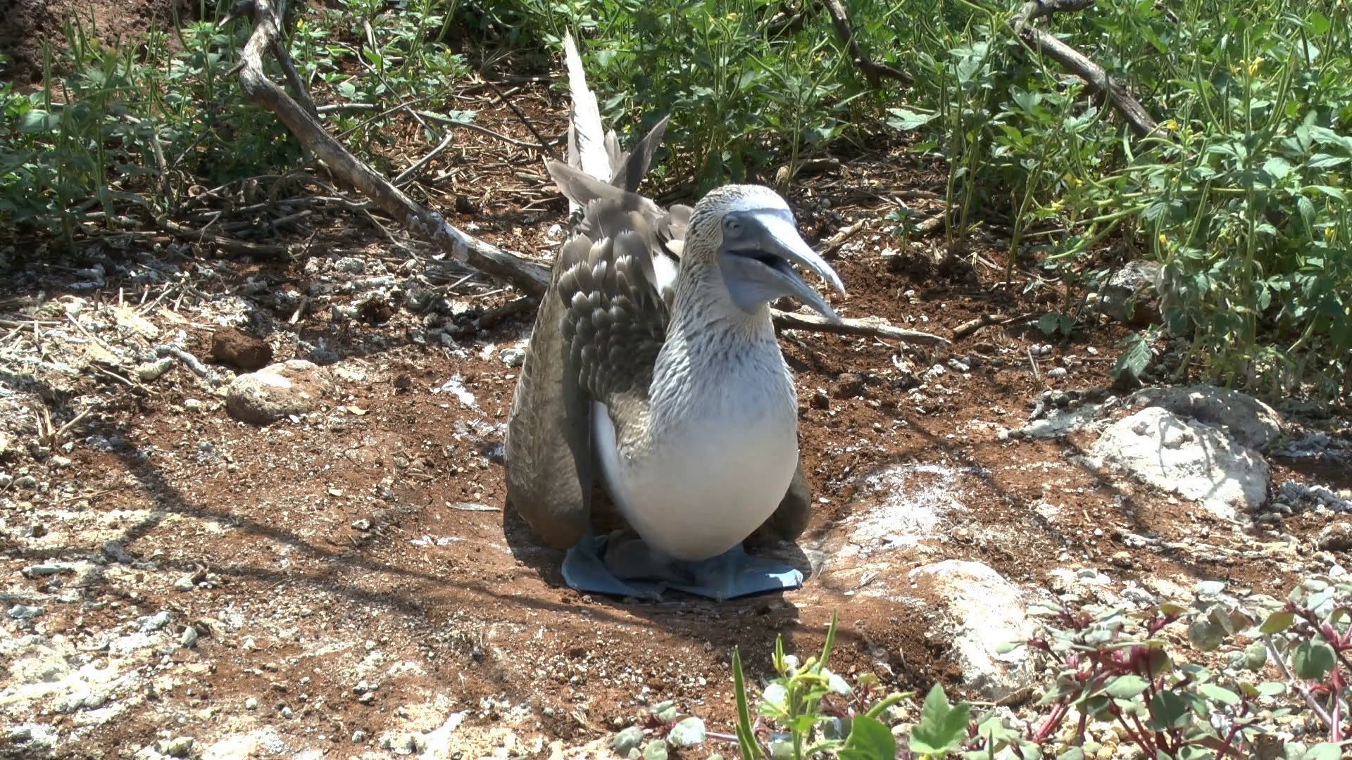 Blue Footed Booby With Chick on the Island of North Seymour ...