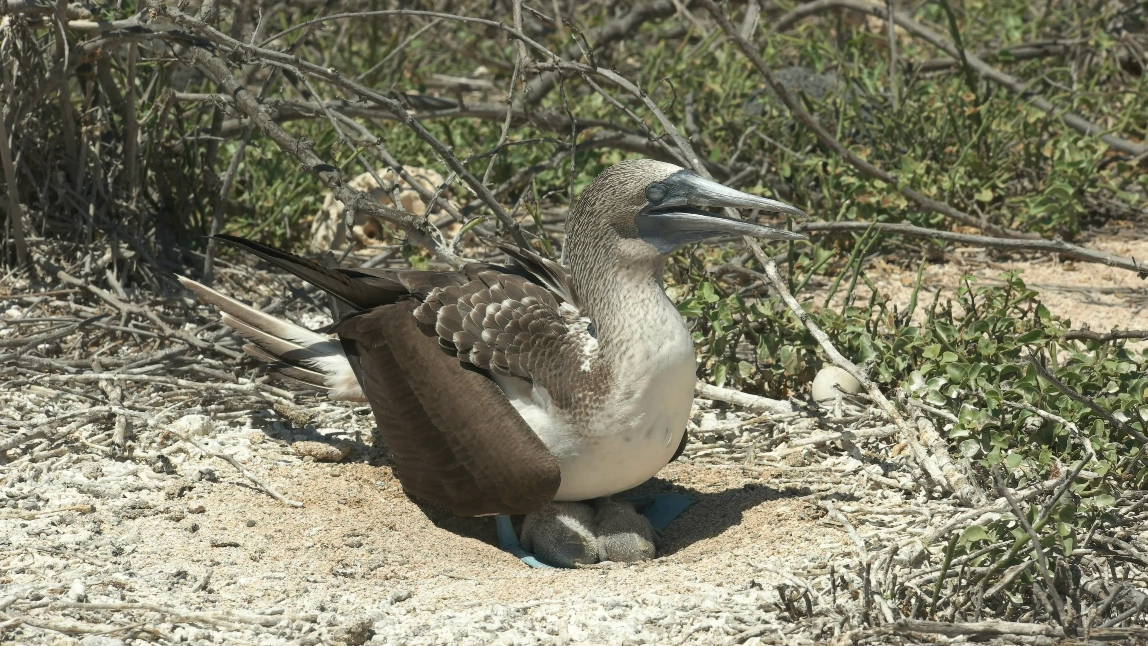 an adult blue-footed booby and young chick at isla nth seymour in ...