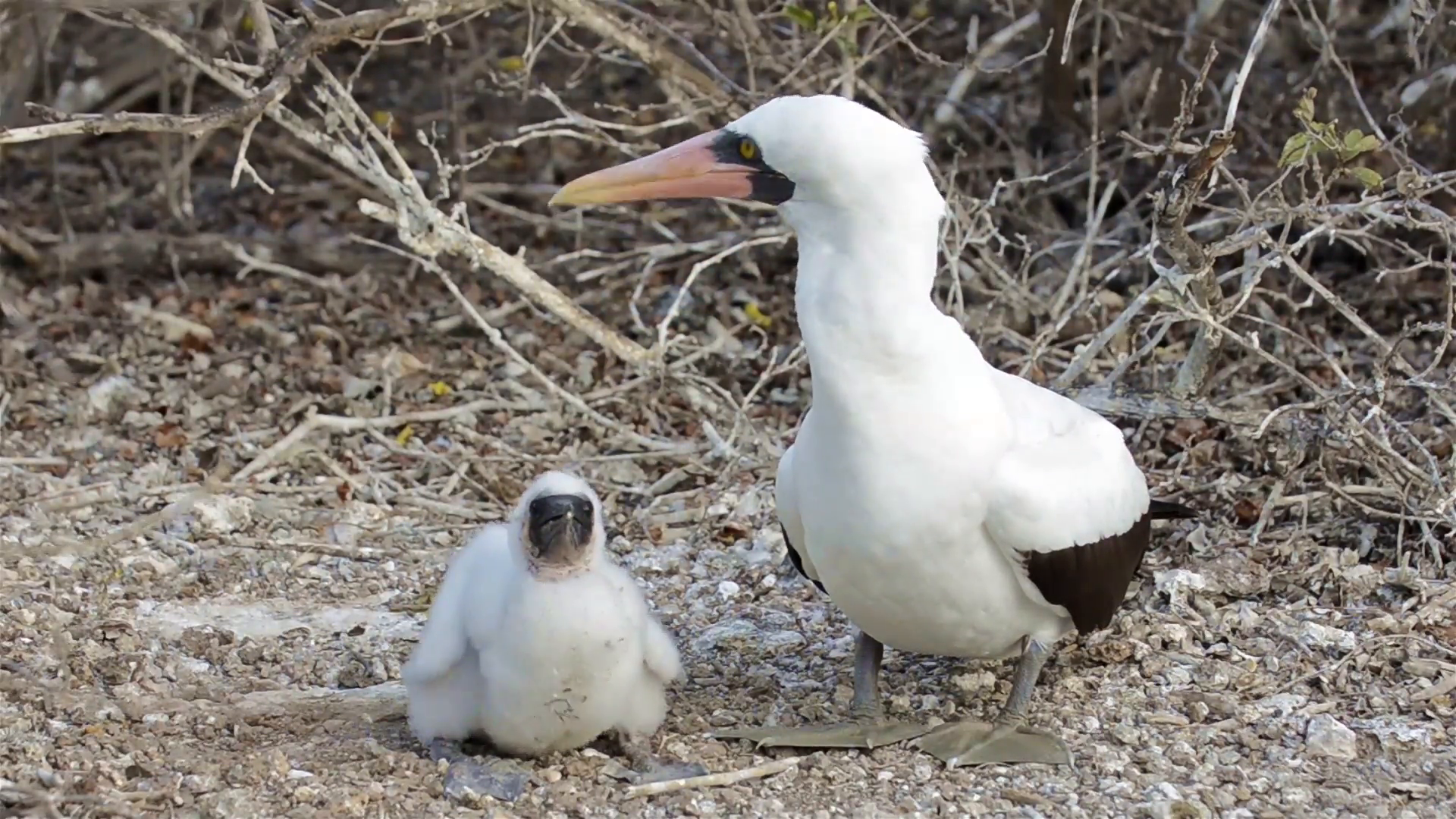Nazca booby feeding a chick on Genovesa Island in the Galapagos ...