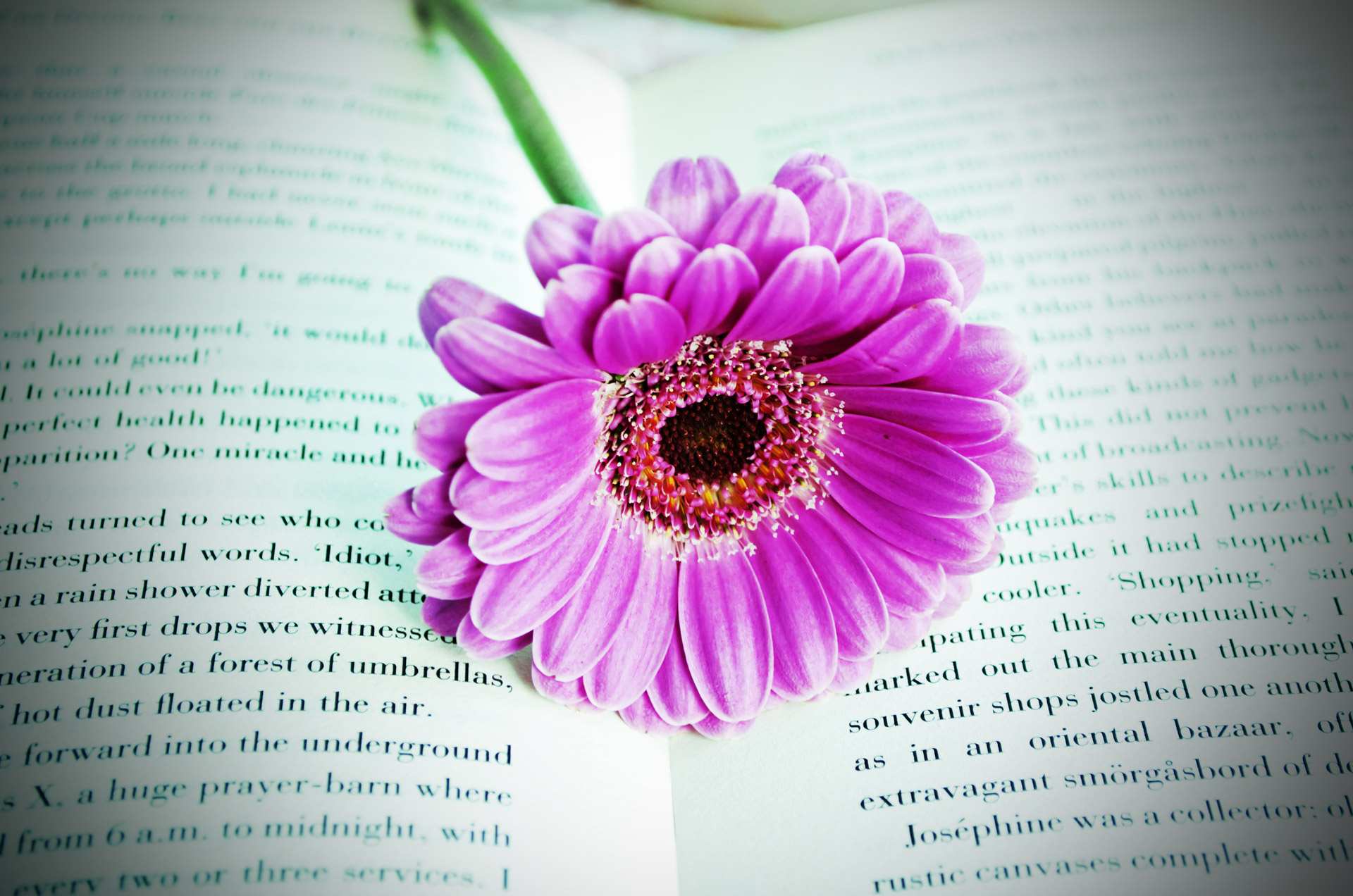 Flower On The Book Free Stock Photo - Public Domain Pictures