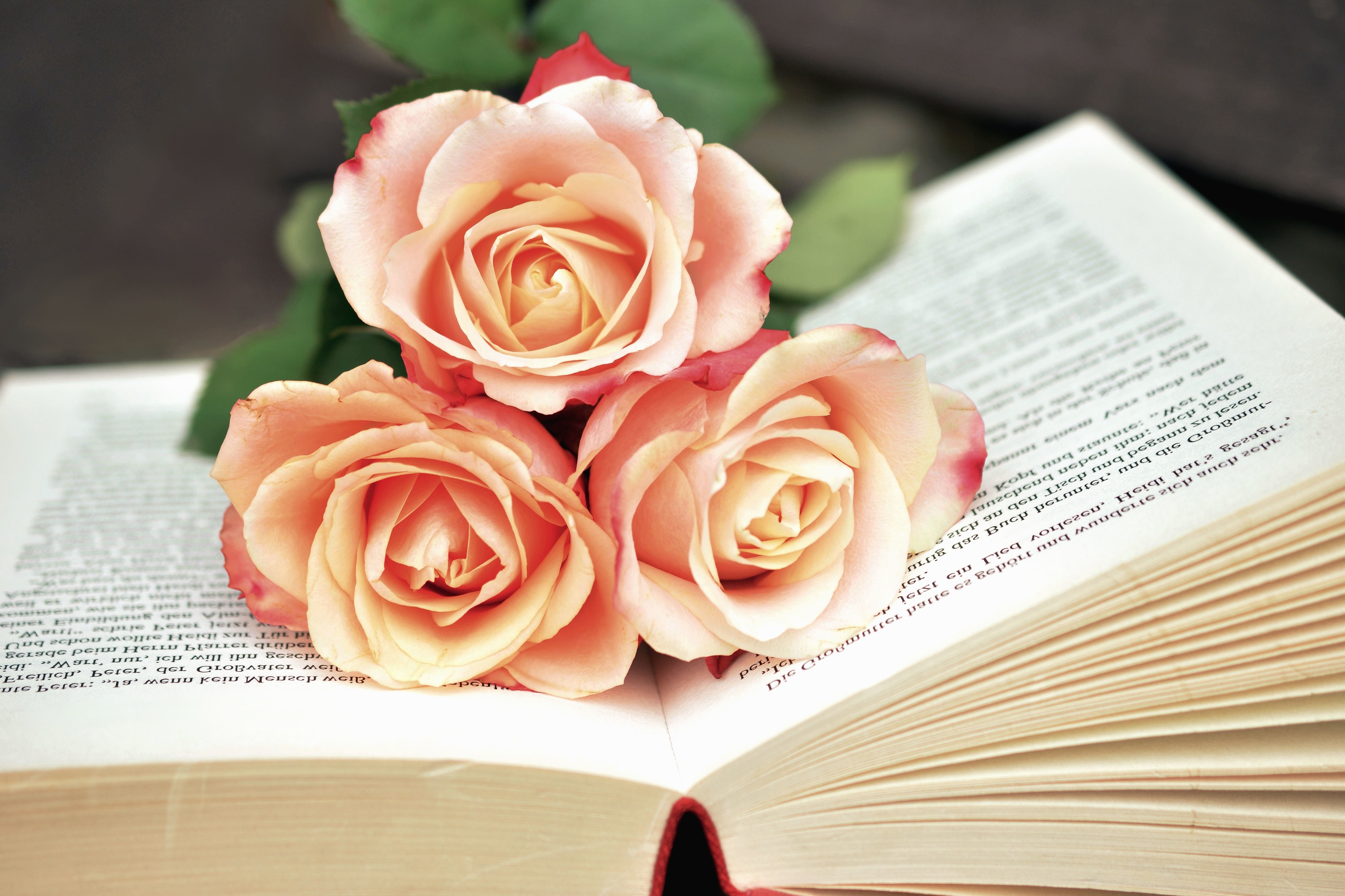 Free picture: rose, book, flowers, love, petals, plant, reading